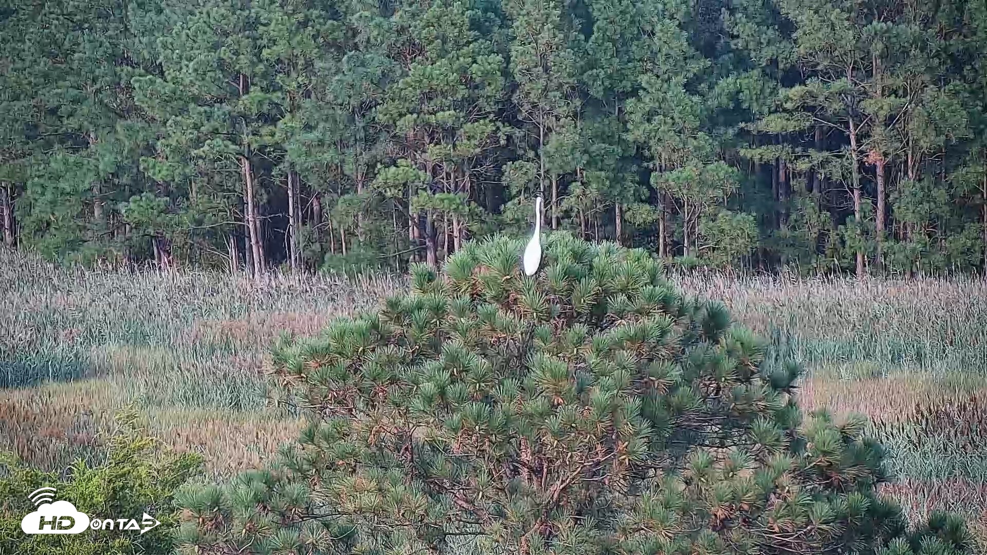 Snapshot of Hog Island Wildlife Management Area Live Cam taken Aug 29, 2026, 6:30pm EDT