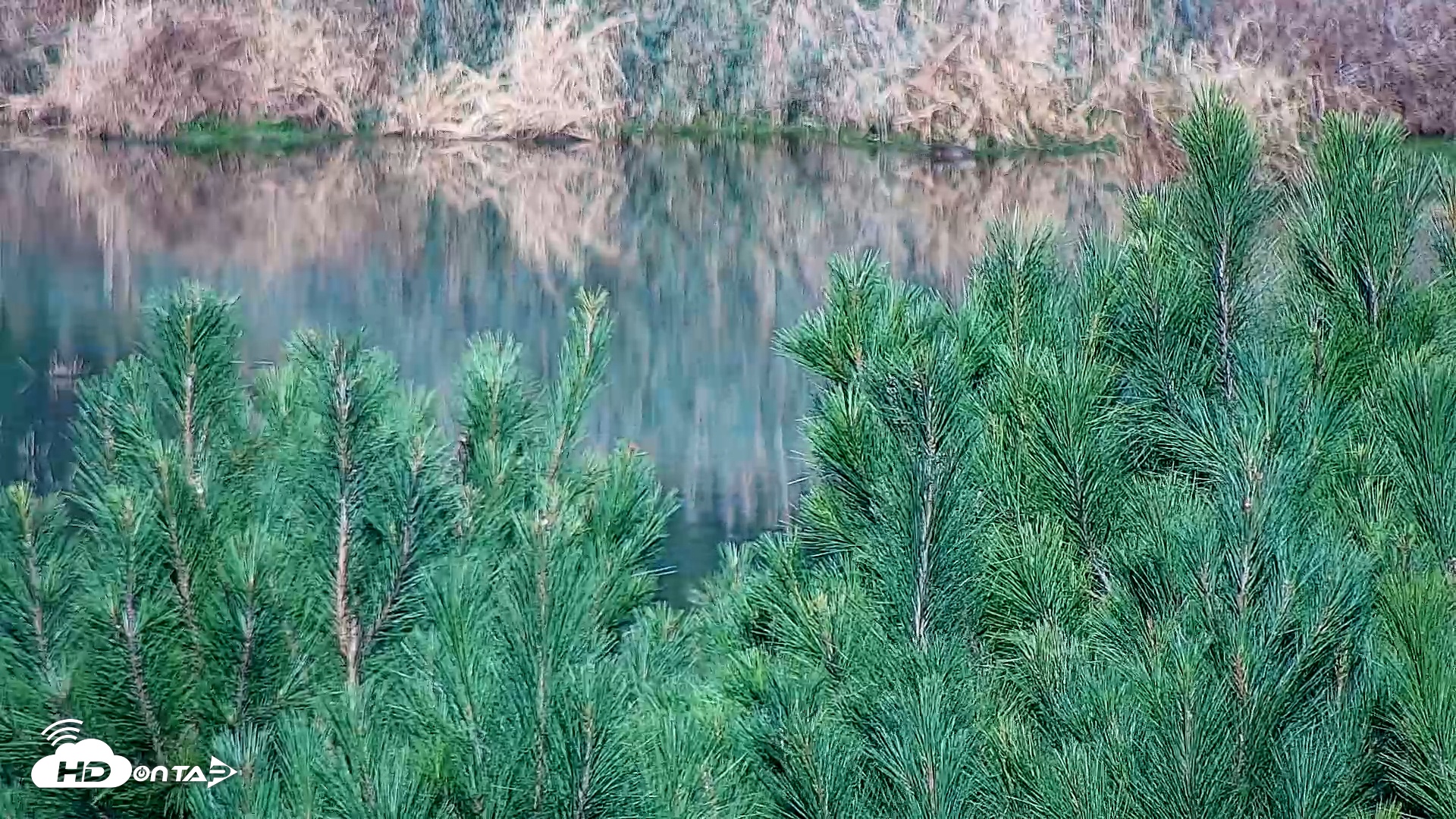 Snapshot of Hog Island Wildlife Management Area Live Cam taken Oct 21, 2025, 9:27am EDT