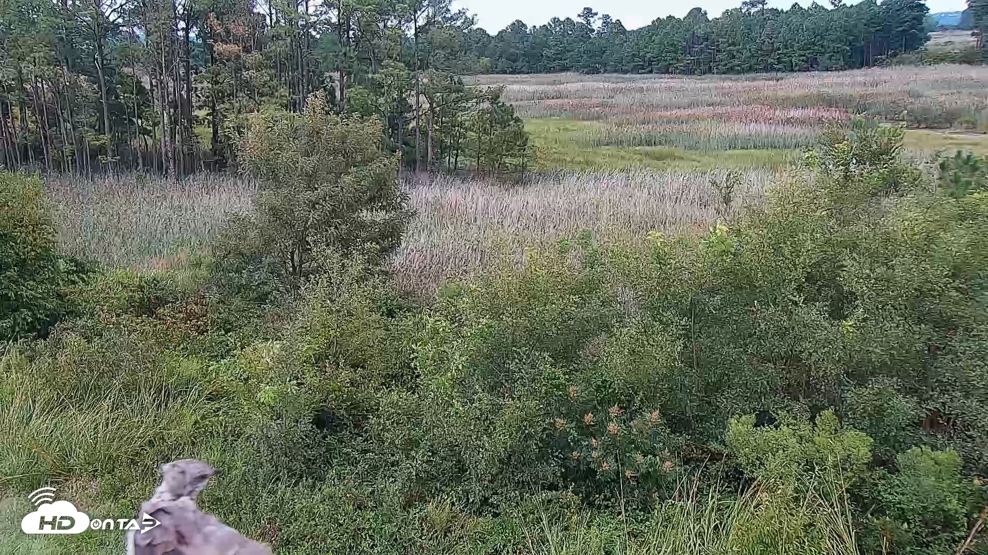 Snapshot of Hog Island Wildlife Management Area Live Cam taken Aug 28, 2026, 4:05pm EDT