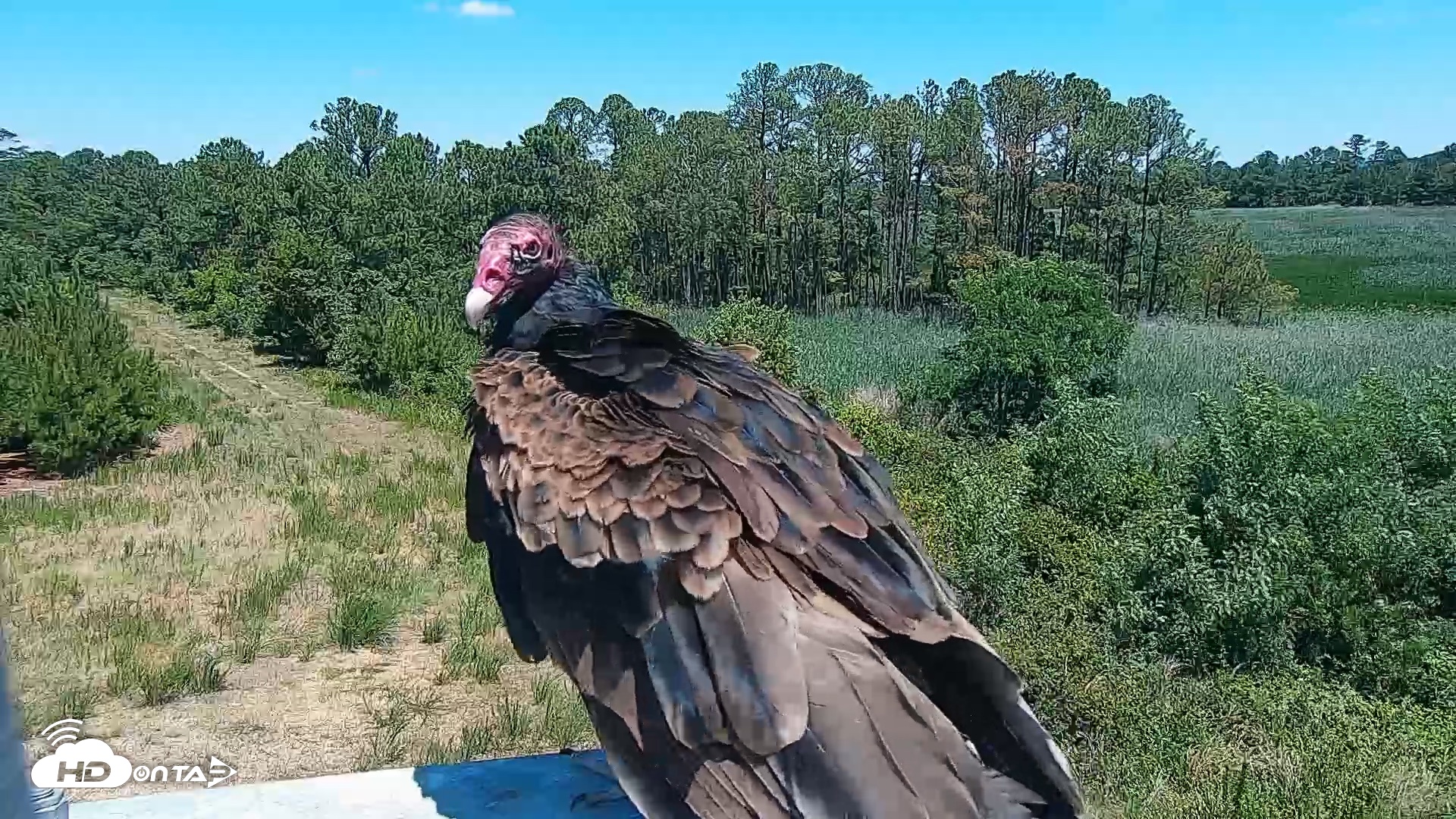 Snapshot of Hog Island Wildlife Management Area Live Cam taken Jun 15, 2026, 12:19pm EDT