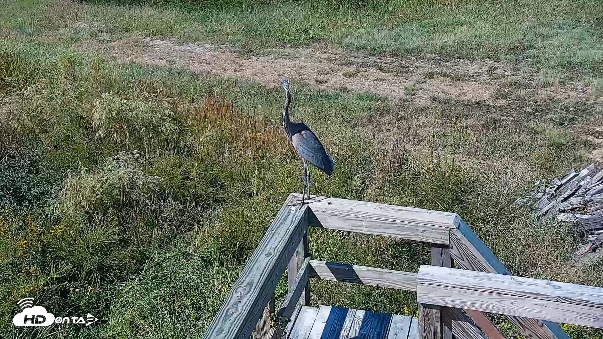 Snapshot of Hog Island Wildlife Management Area Live Cam taken Oct 14, 2026, 12:44pm EDT