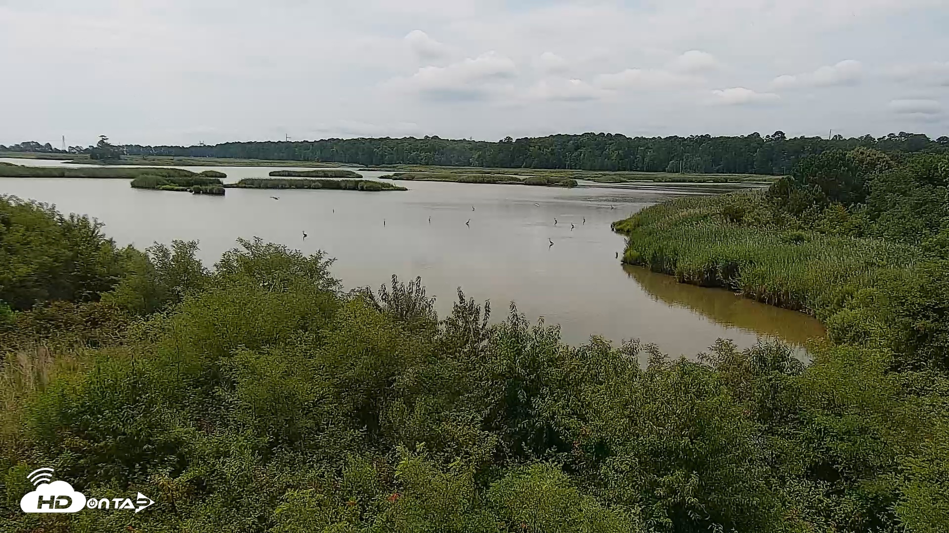 Snapshot of Hog Island Wildlife Management Area Live Cam taken Jul 7, 2026, 11:15am EDT