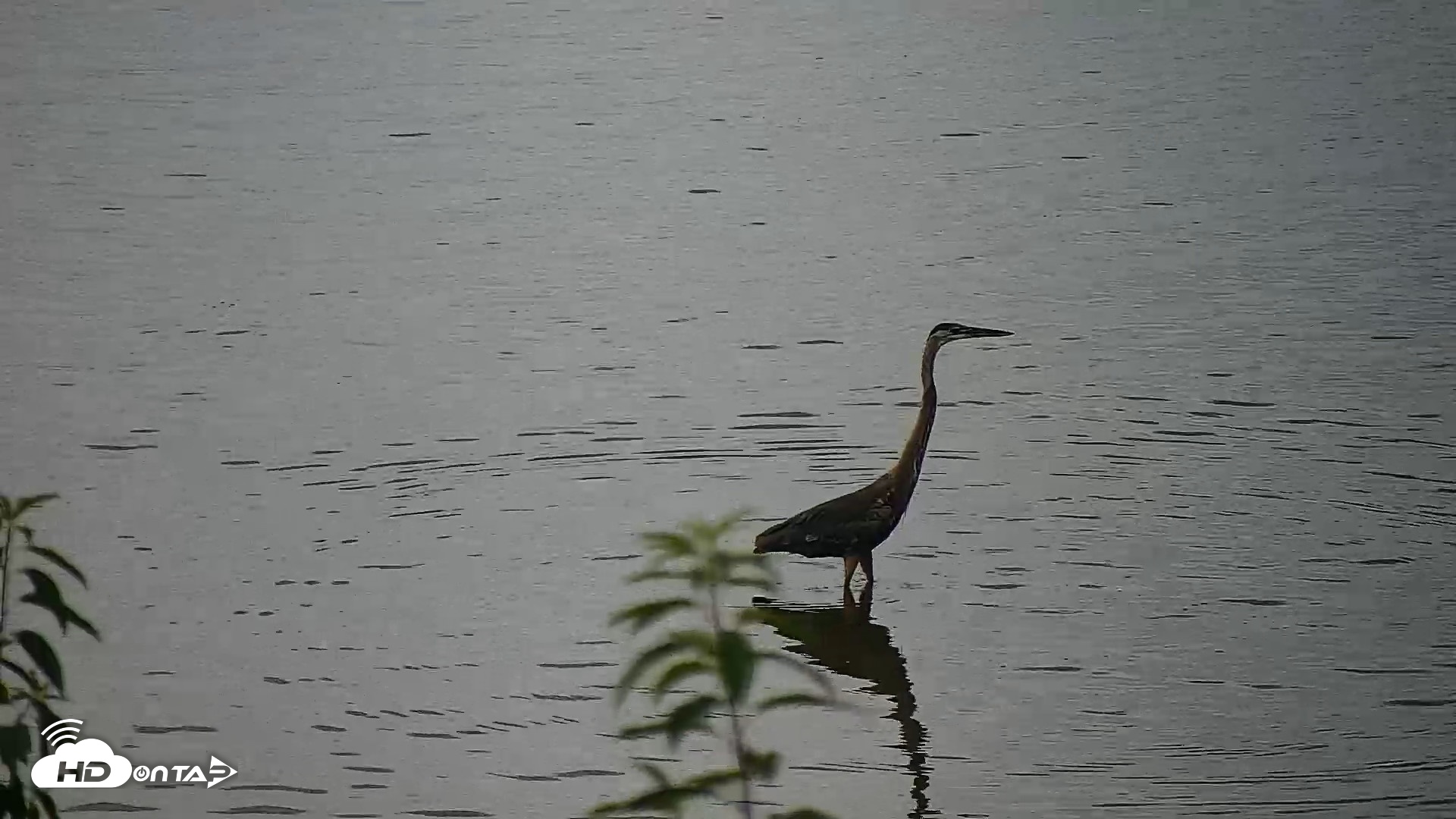 Snapshot of Hog Island Wildlife Management Area Live Cam taken Jun 23, 2026, 1:19pm EDT