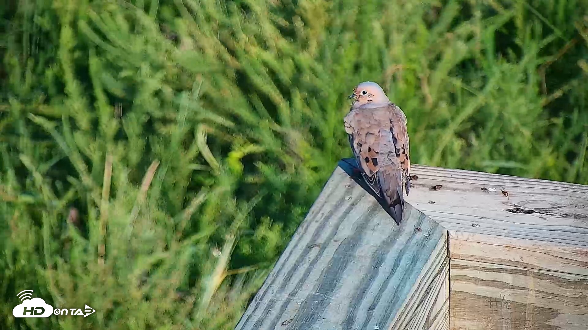 Snapshot of Hog Island Wildlife Management Area Live Cam taken Aug 23, 2026, 8:42am EDT