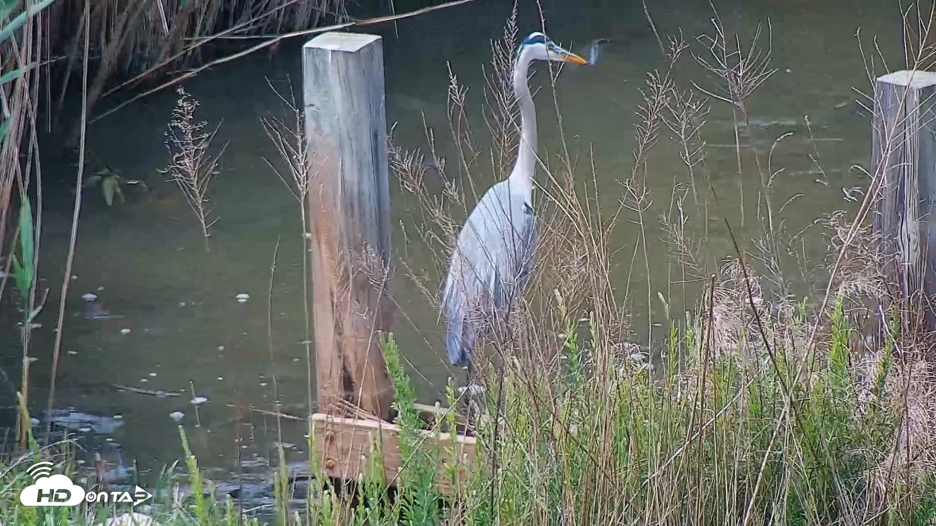 Snapshot of Hog Island Wildlife Management Area Live Cam taken May 1, 2026, 1:16pm EDT