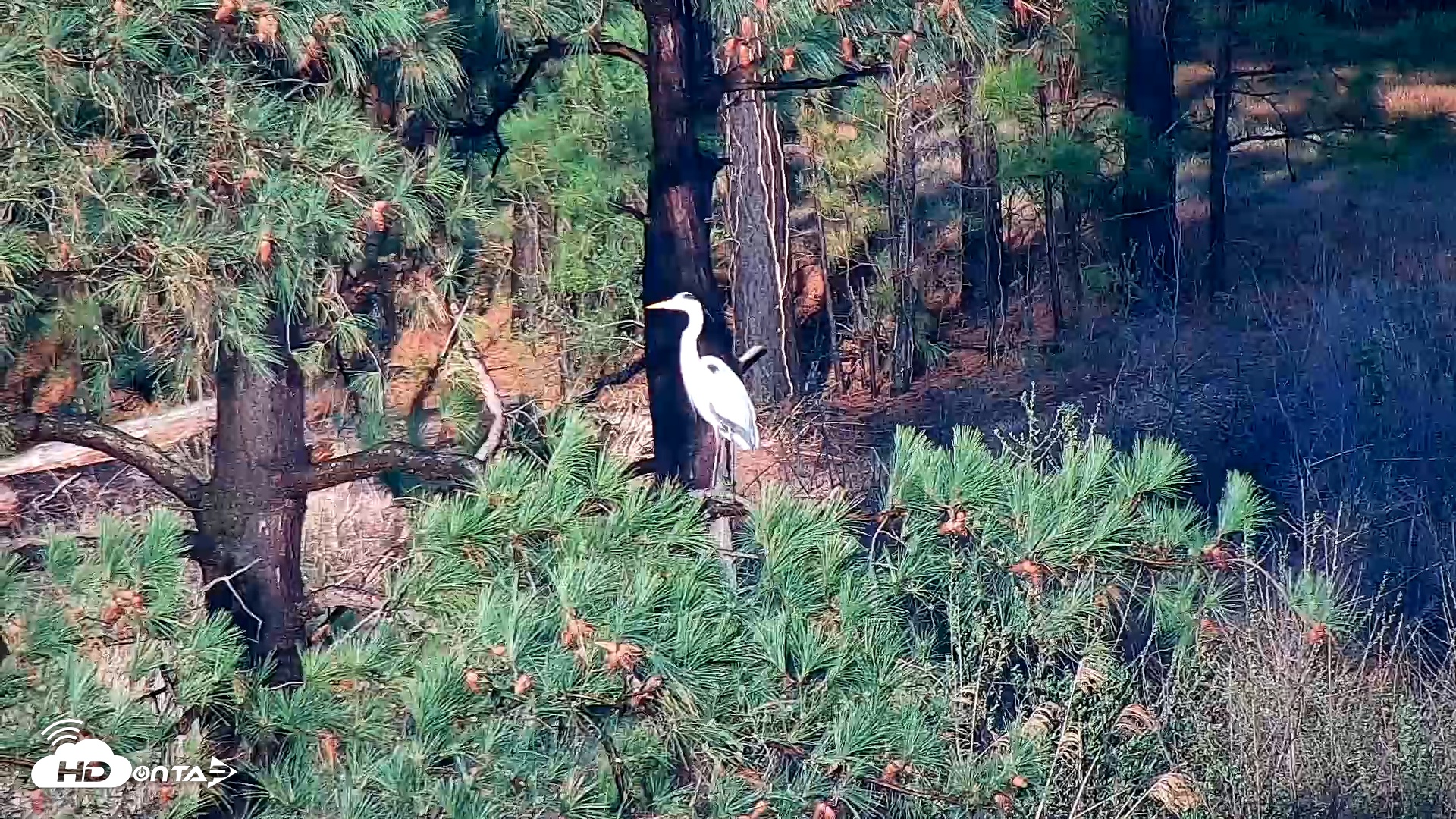 Snapshot of Hog Island Wildlife Management Area Live Cam taken Mar 12, 2026, 6:33pm EDT