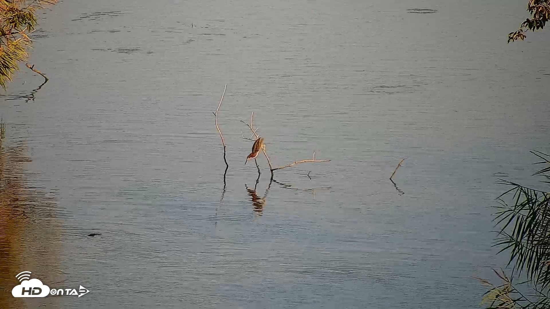Snapshot of Hog Island Wildlife Management Area Live Cam taken Jul 24, 2025, 8:14am EDT