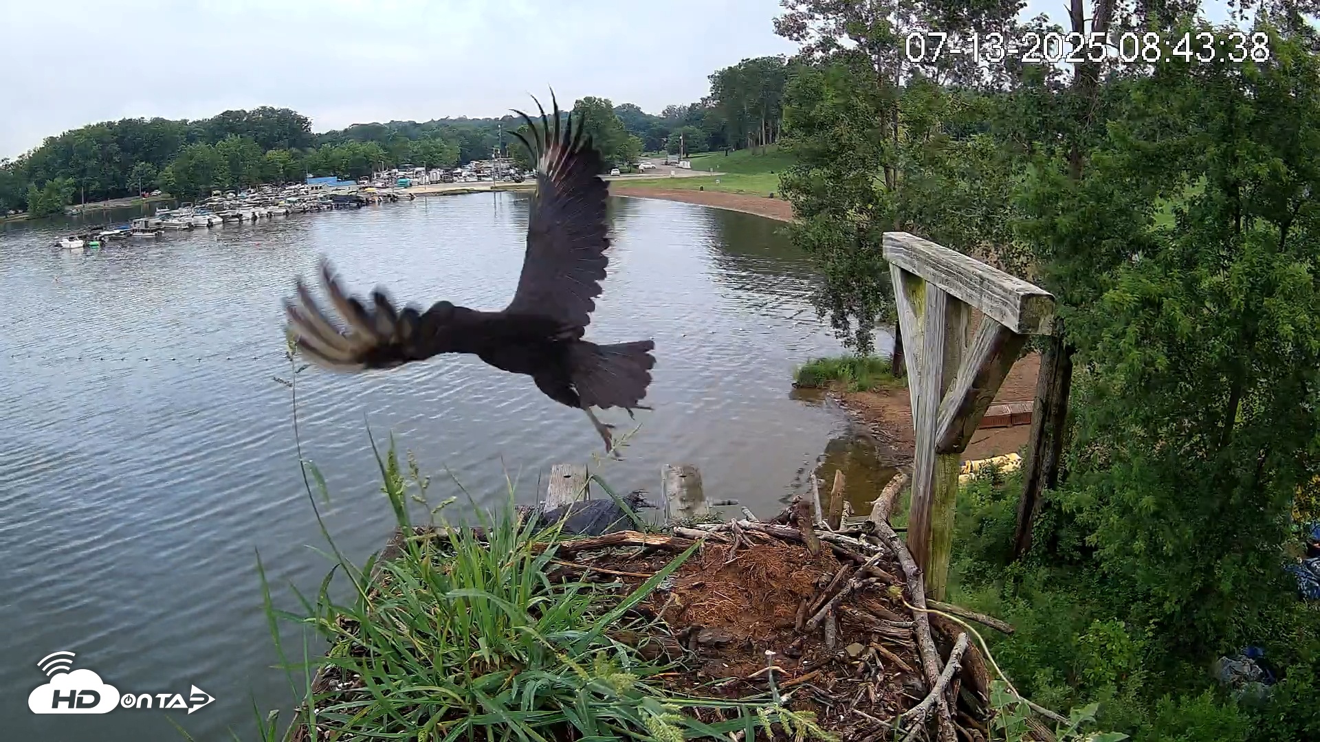 Snapshot of Pleasant Hill Lake Canada Geese Live Nest Cam taken Jul 13, 2025, 8:45am EDT