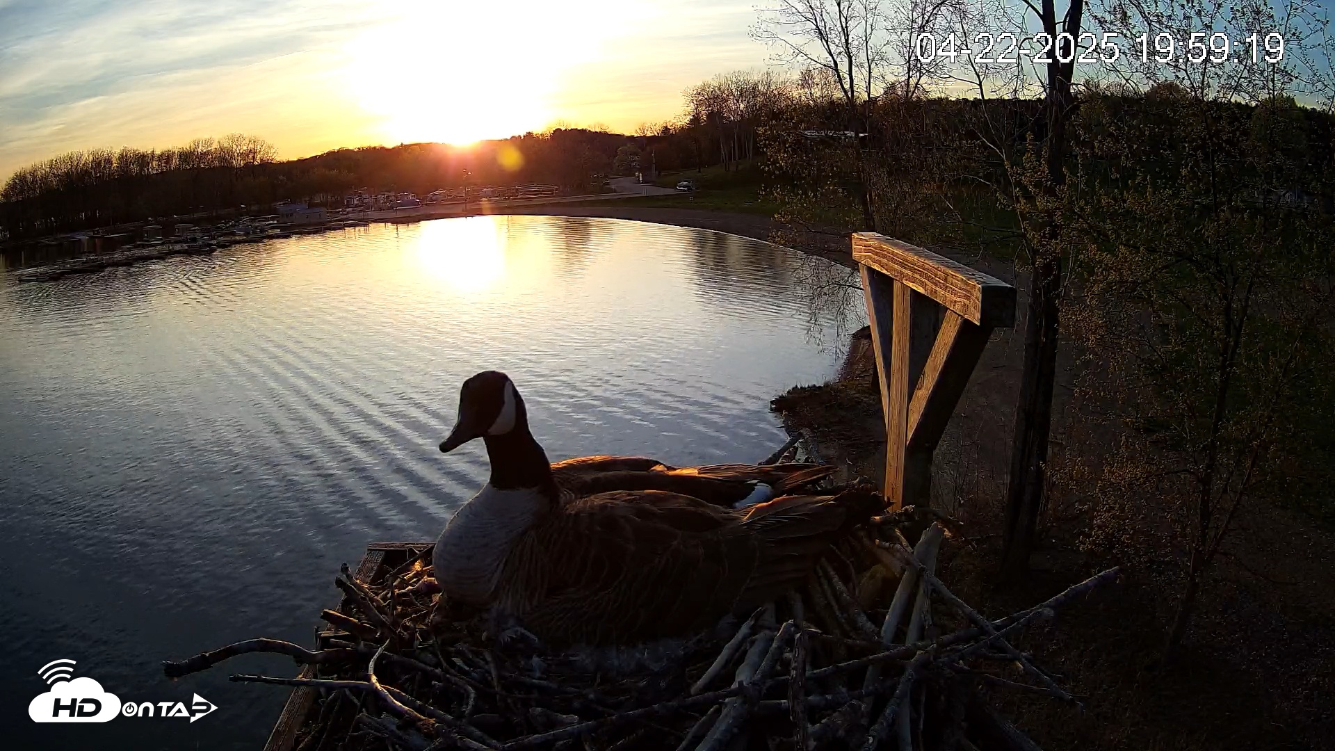 Snapshot of Pleasant Hill Lake Canada Geese Live Nest Cam taken Apr 22, 2025, 7:59pm EDT