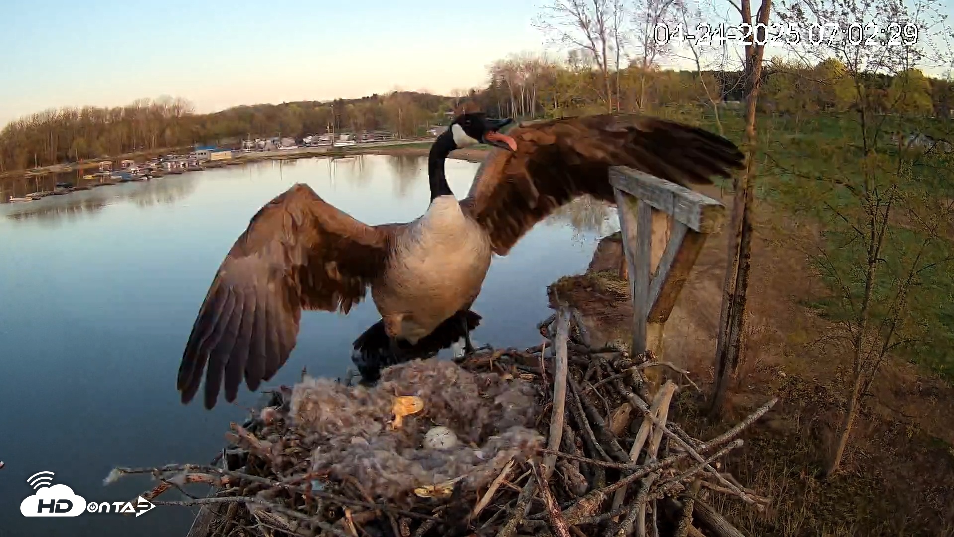 Snapshot of Pleasant Hill Lake Canada Geese Live Nest Cam taken Apr 24, 2025, 7:03am EDT