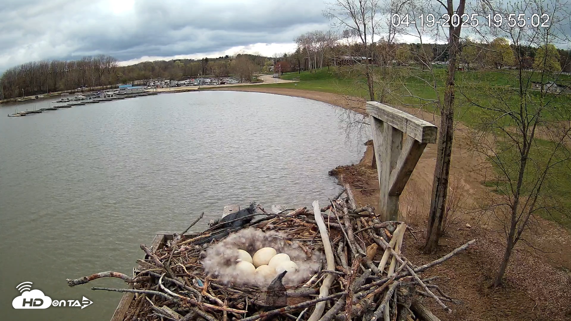 Snapshot of Pleasant Hill Lake Canada Geese Live Nest Cam taken Apr 19, 2025, 7:55pm EDT