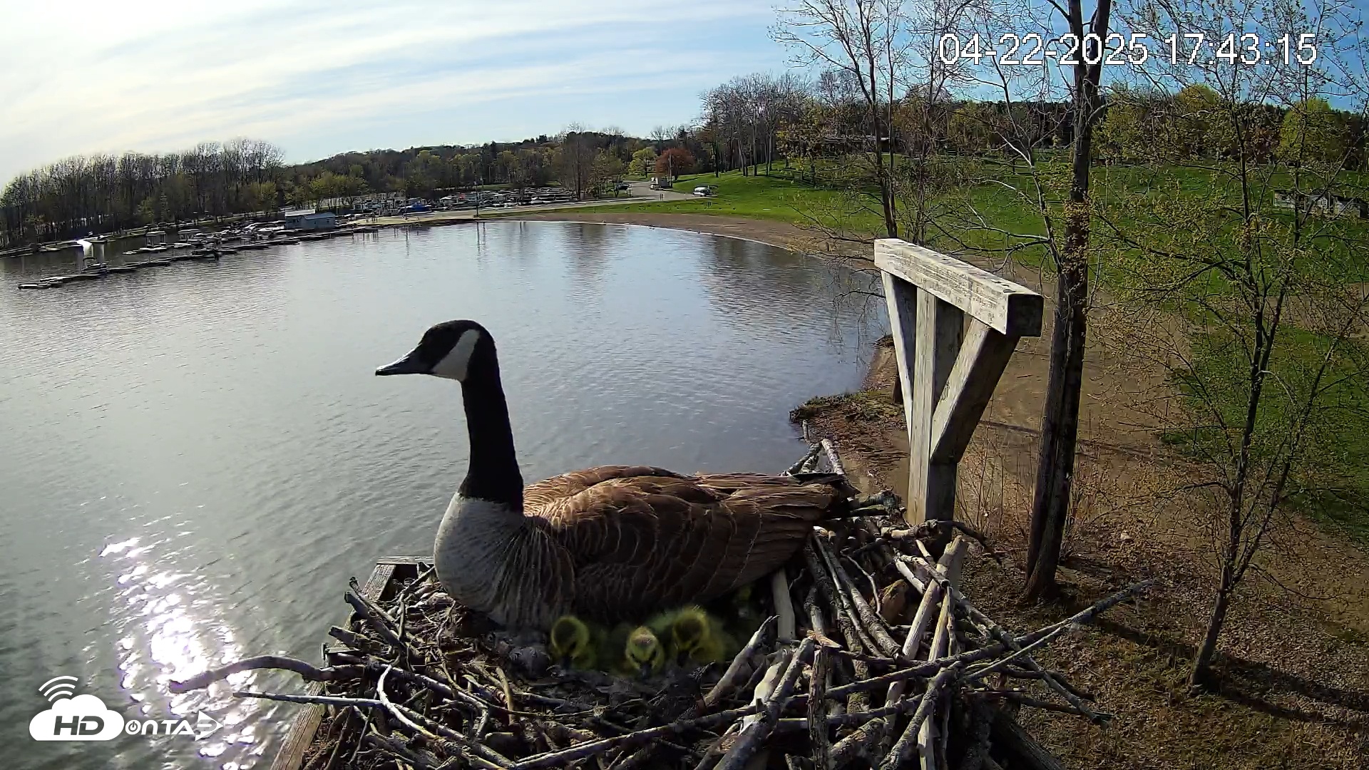 Snapshot of Pleasant Hill Lake Canada Geese Live Nest Cam taken Apr 22, 2025, 5:43pm EDT