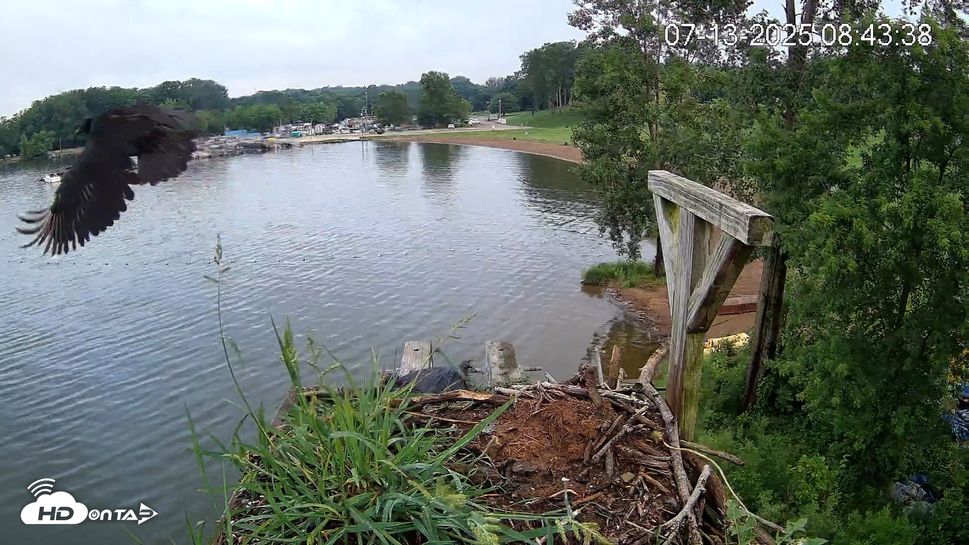 Snapshot of Pleasant Hill Lake Canada Geese Live Nest Cam taken Jul 13, 2025, 8:45am EDT