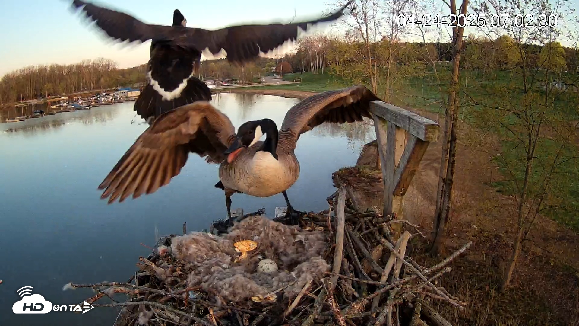 Snapshot of Pleasant Hill Lake Canada Geese Live Nest Cam taken Apr 24, 2025, 7:04am EDT