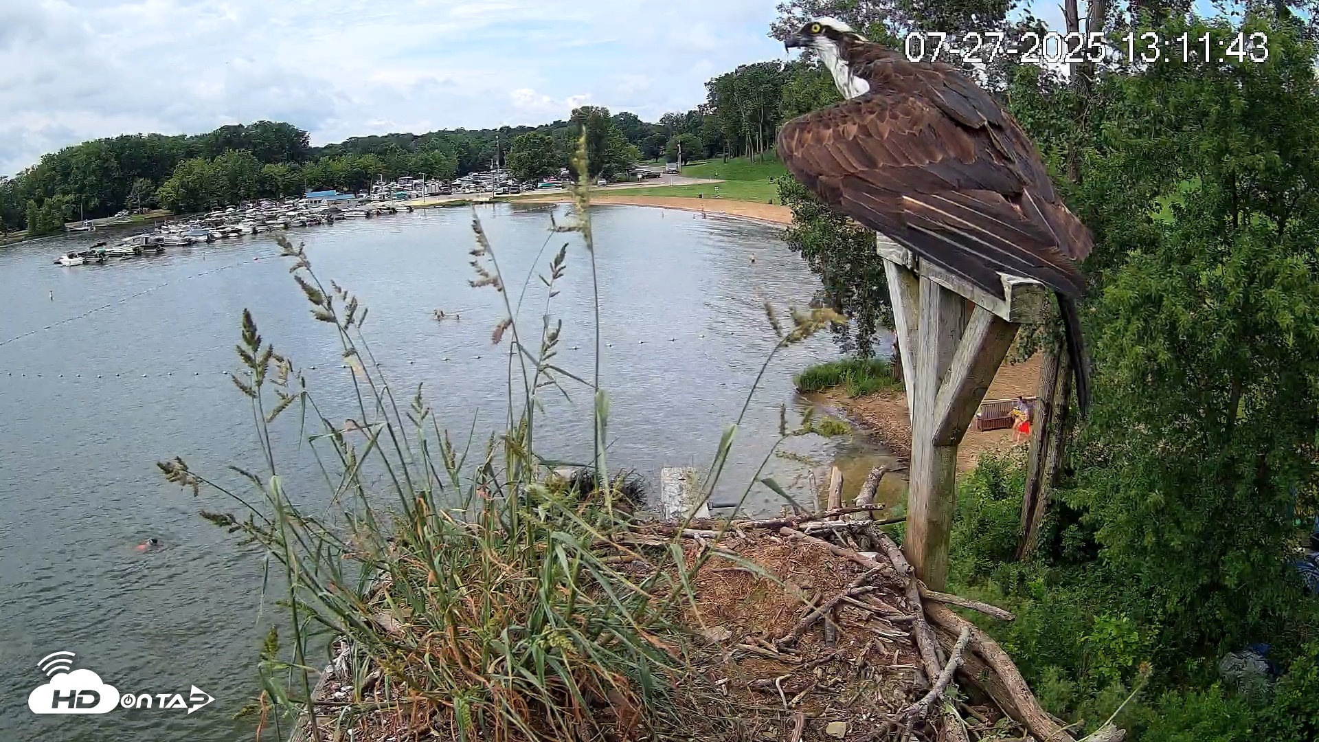 Snapshot of Pleasant Hill Lake Canada Geese Live Nest Cam taken Jul 27, 2025, 1:12pm EDT