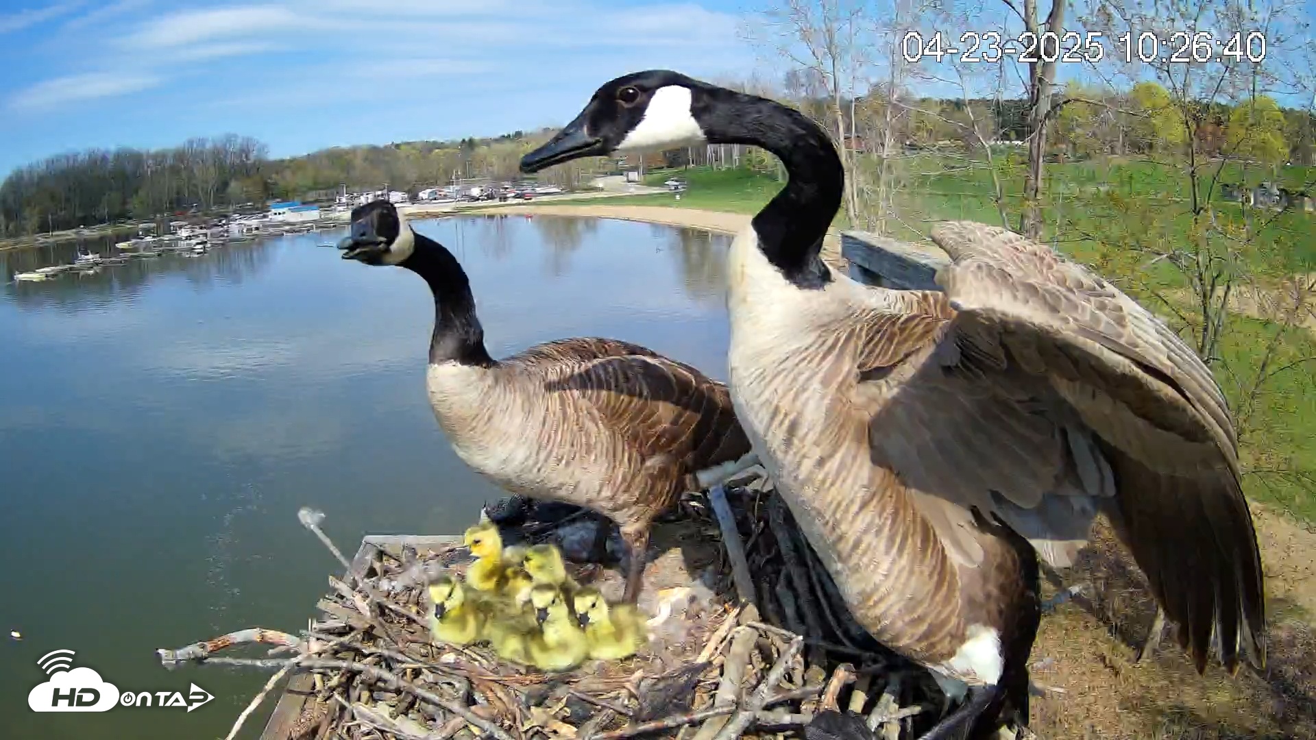 Snapshot of Pleasant Hill Lake Canada Geese Live Nest Cam taken Apr 23, 2025, 10:28am EDT