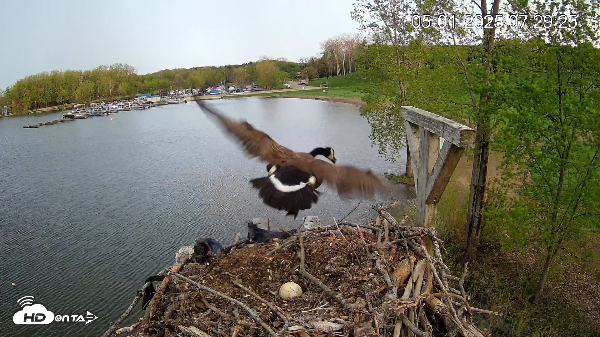Snapshot of Pleasant Hill Lake Canada Geese Live Nest Cam taken May 1, 2025, 7:30am EDT