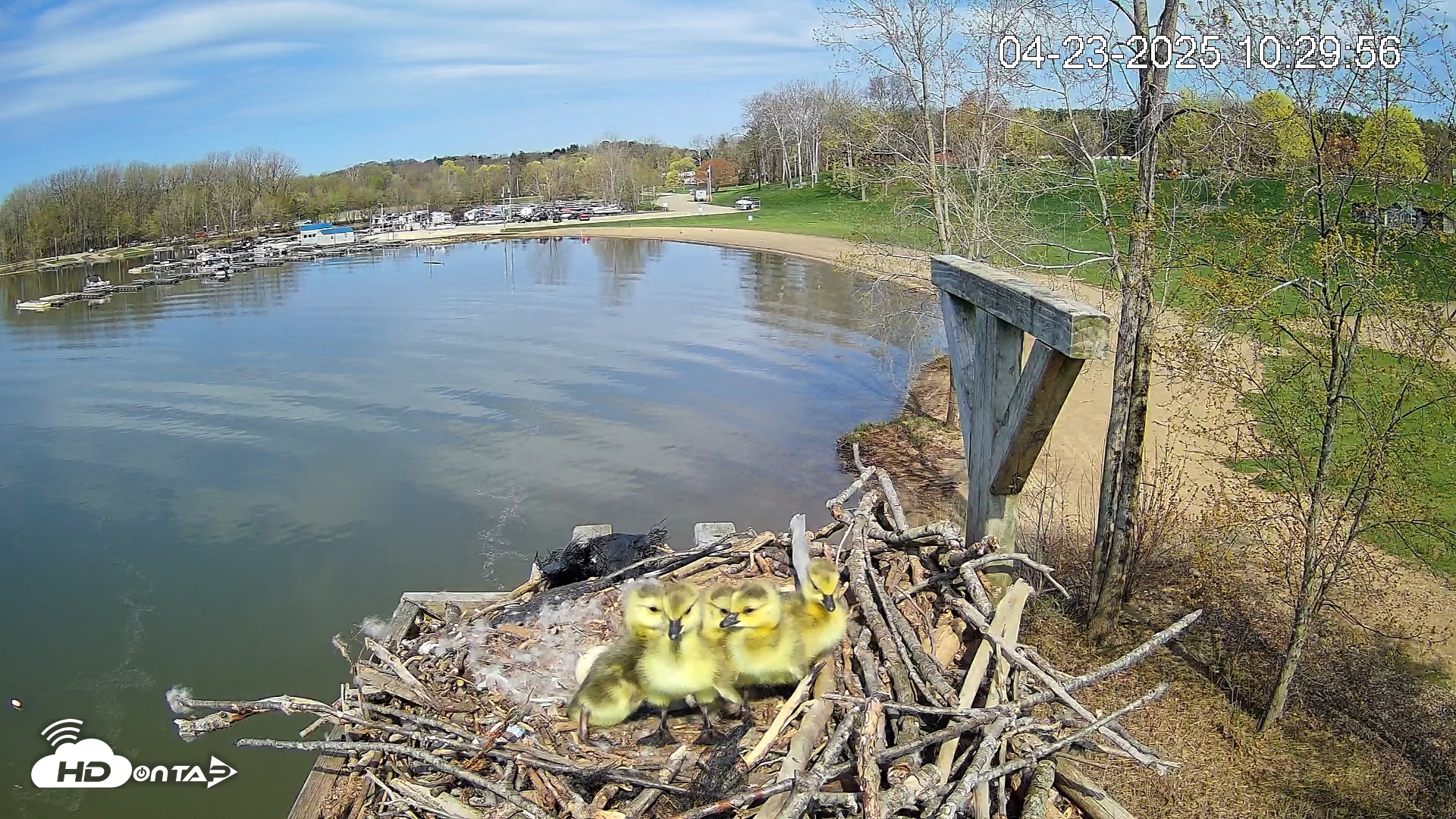 Snapshot of Pleasant Hill Lake Canada Geese Live Nest Cam taken Apr 23, 2025, 10:33am EDT