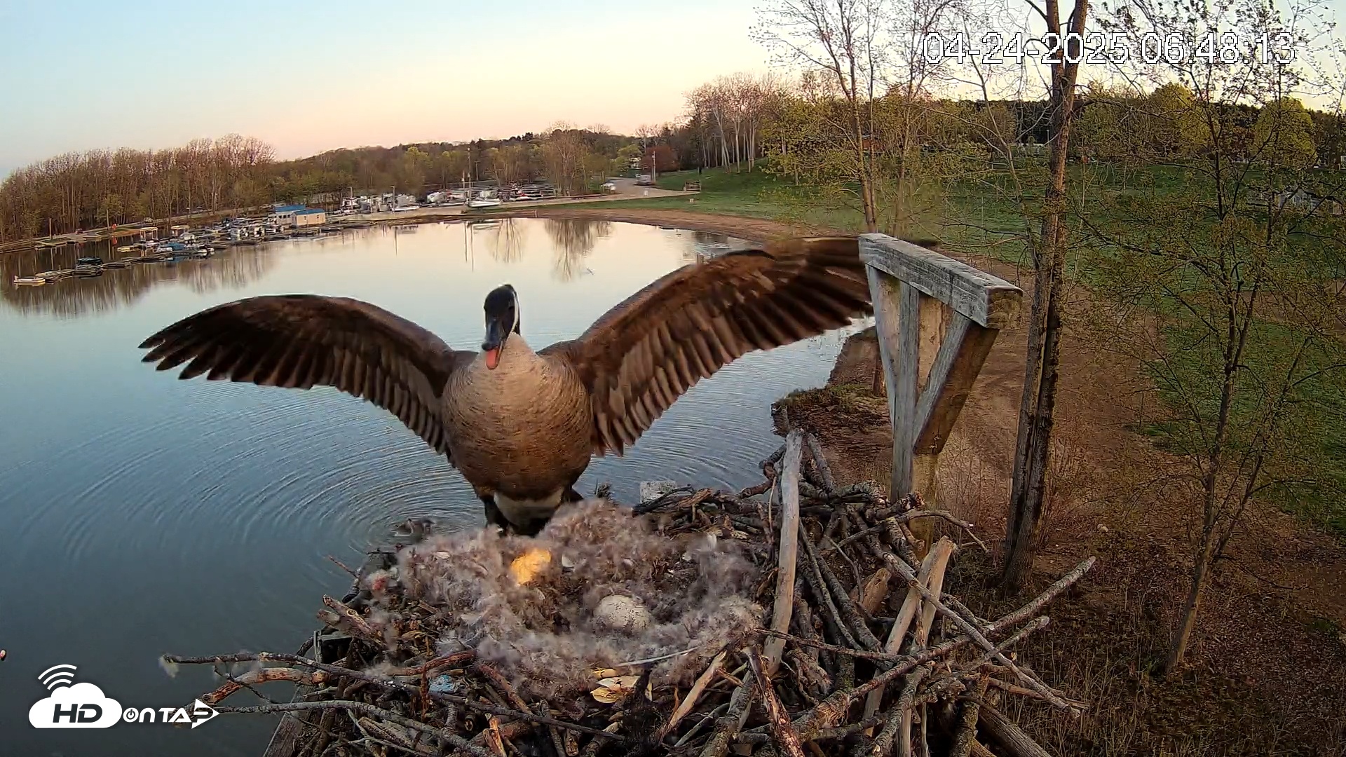 Snapshot of Pleasant Hill Lake Canada Geese Live Nest Cam taken Apr 24, 2025, 6:50am EDT