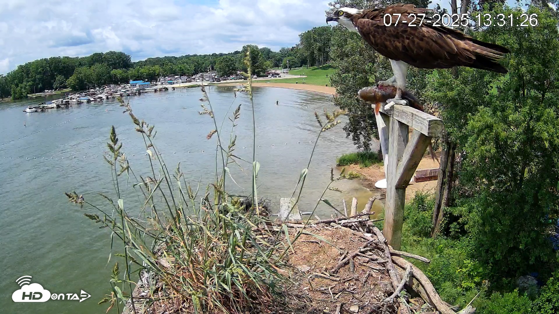 Snapshot of Pleasant Hill Lake Canada Geese Live Nest Cam taken Jul 27, 2025, 1:33pm EDT