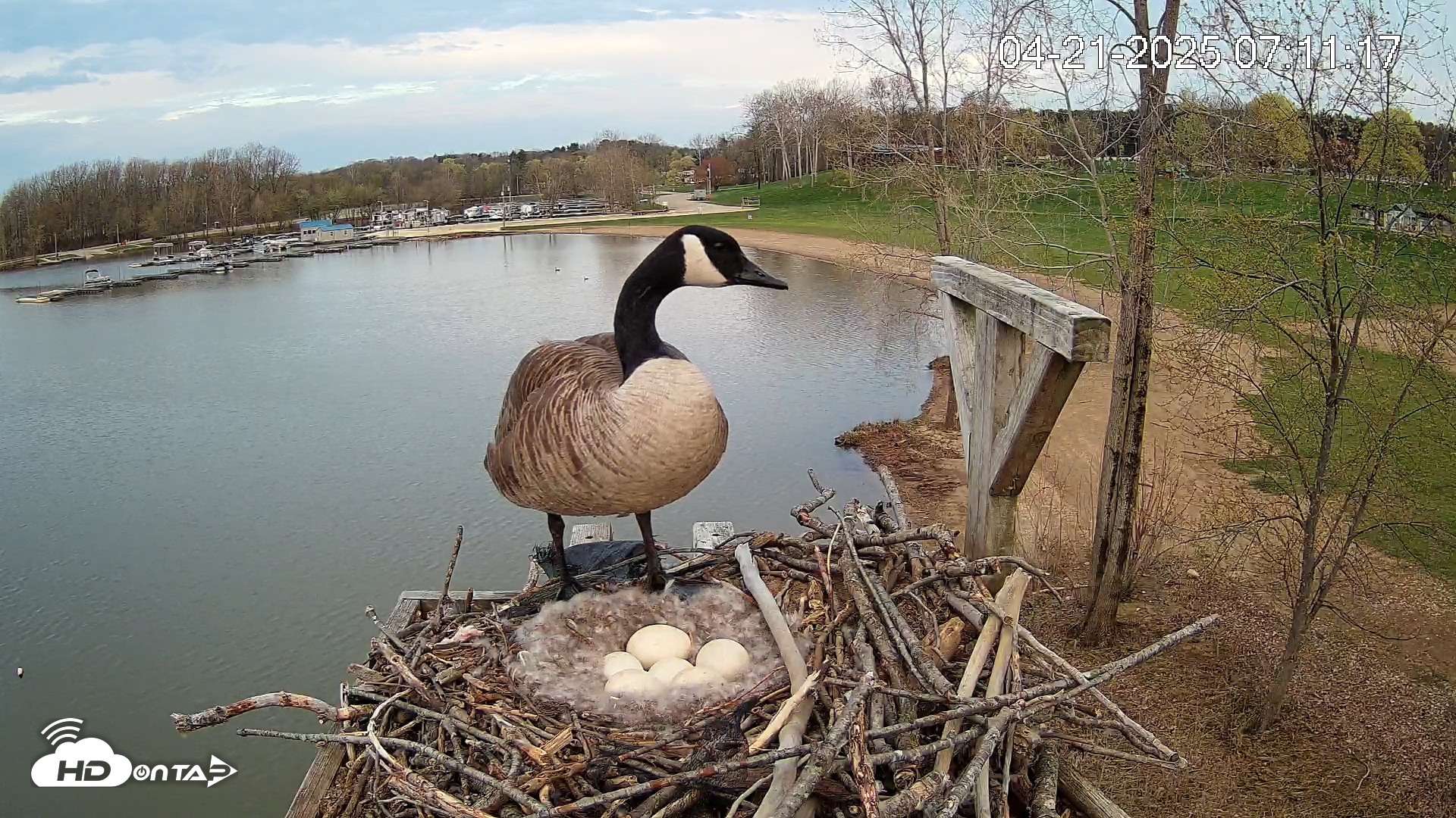 Snapshot of Pleasant Hill Lake Canada Geese Live Nest Cam taken Apr 21, 2025, 7:11am EDT