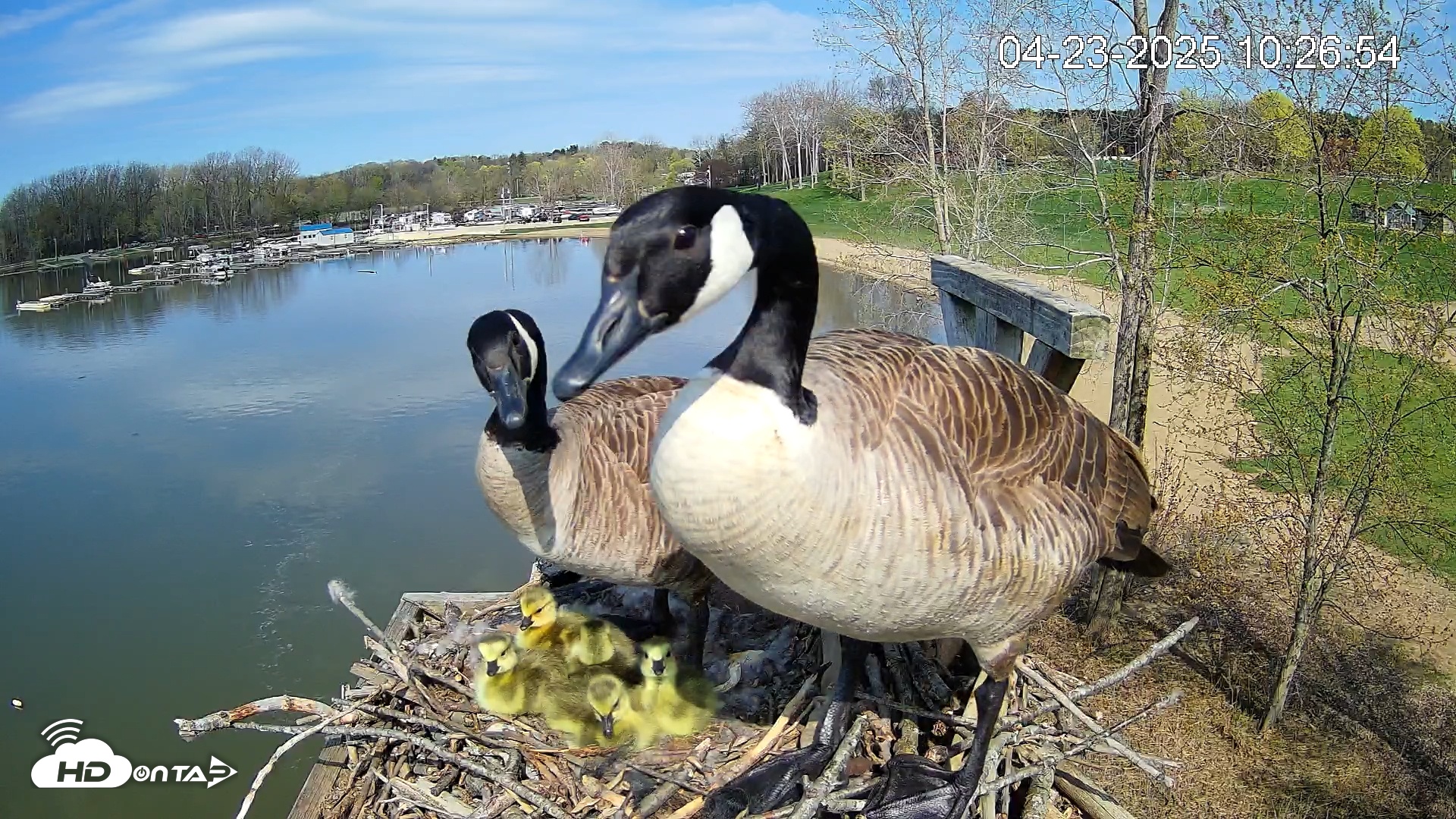Snapshot of Pleasant Hill Lake Canada Geese Live Nest Cam taken Apr 23, 2025, 10:29am EDT