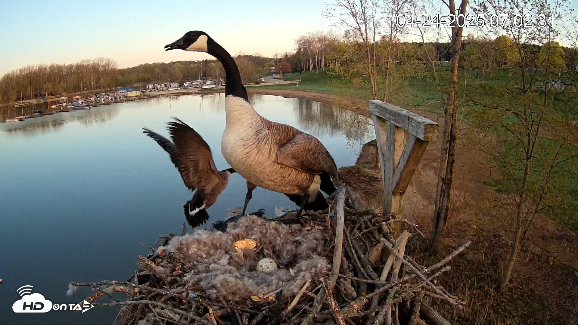 Snapshot of Pleasant Hill Lake Canada Geese Live Nest Cam taken Apr 24, 2025, 7:05am EDT