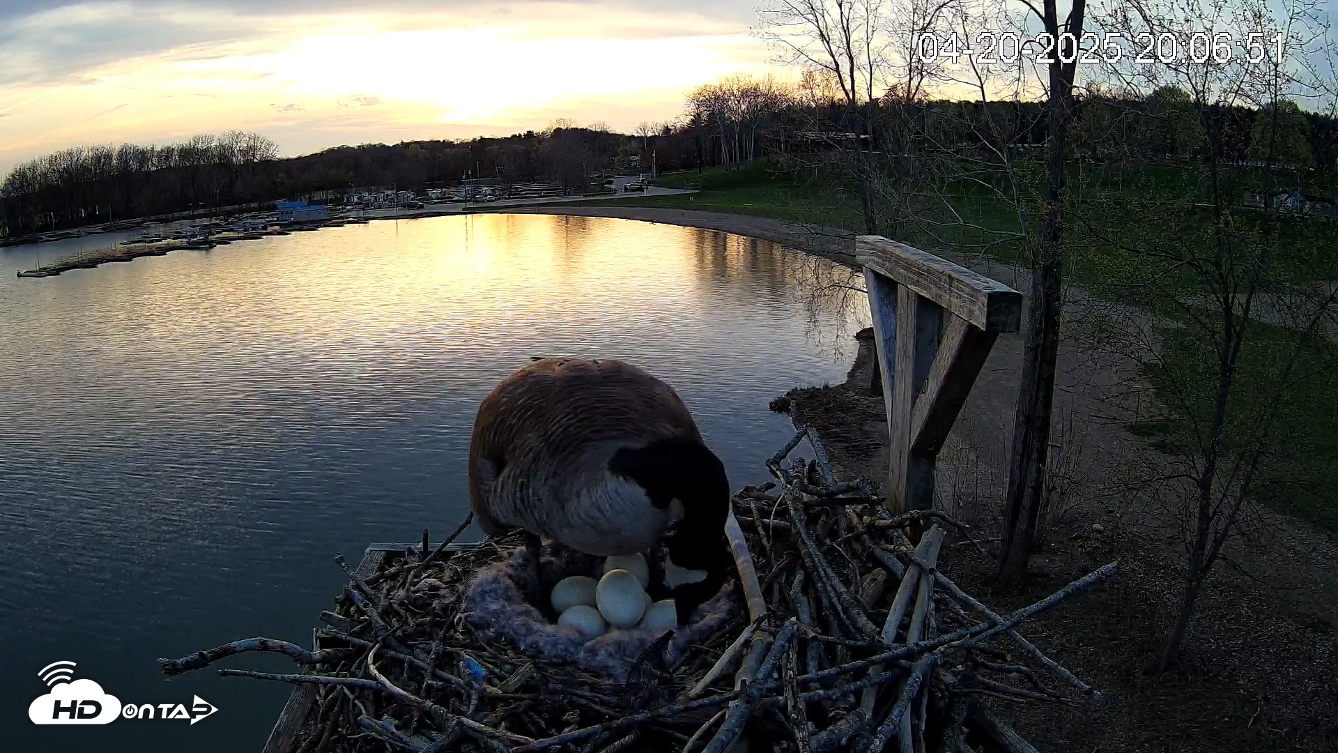 Snapshot of Pleasant Hill Lake Canada Geese Live Nest Cam taken Apr 20, 2025, 8:08pm EDT