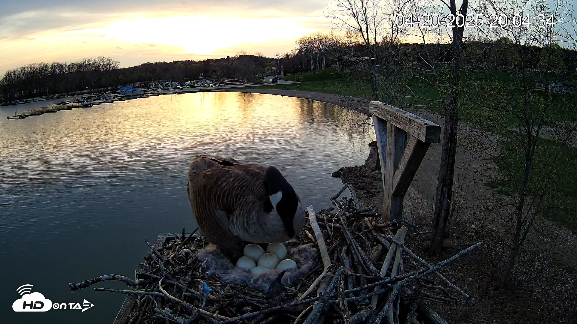 Snapshot of Pleasant Hill Lake Canada Geese Live Nest Cam taken Apr 20, 2025, 8:05pm EDT
