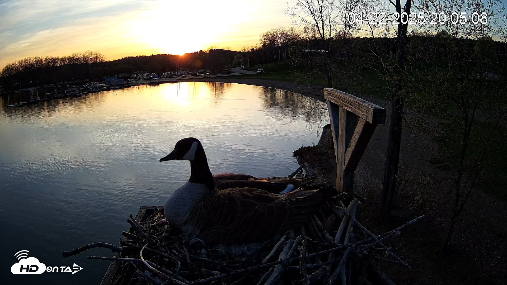 Snapshot of Pleasant Hill Lake Canada Geese Live Nest Cam taken Apr 22, 2025, 8:05pm EDT