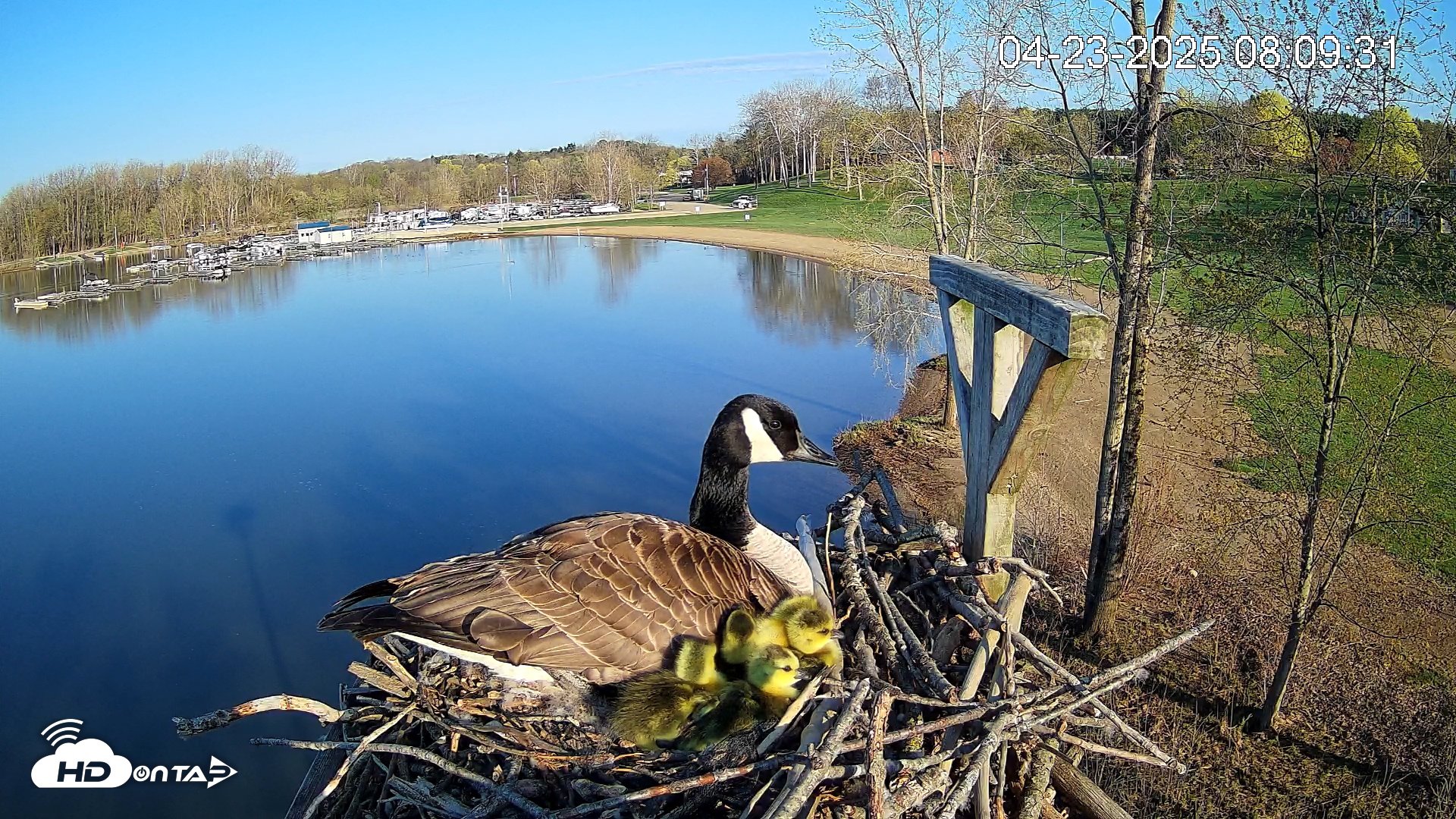 Snapshot of Pleasant Hill Lake Canada Geese Live Nest Cam taken Apr 23, 2025, 8:10am EDT