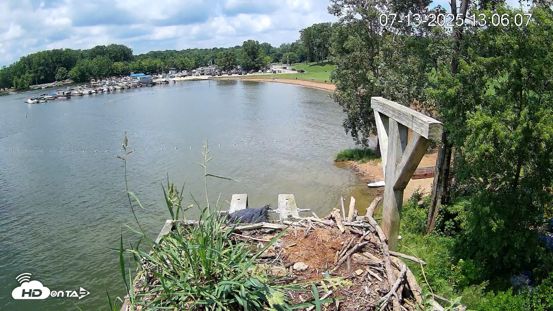 Snapshot of Pleasant Hill Lake Canada Geese Live Nest Cam taken Jul 13, 2025, 1:06pm EDT