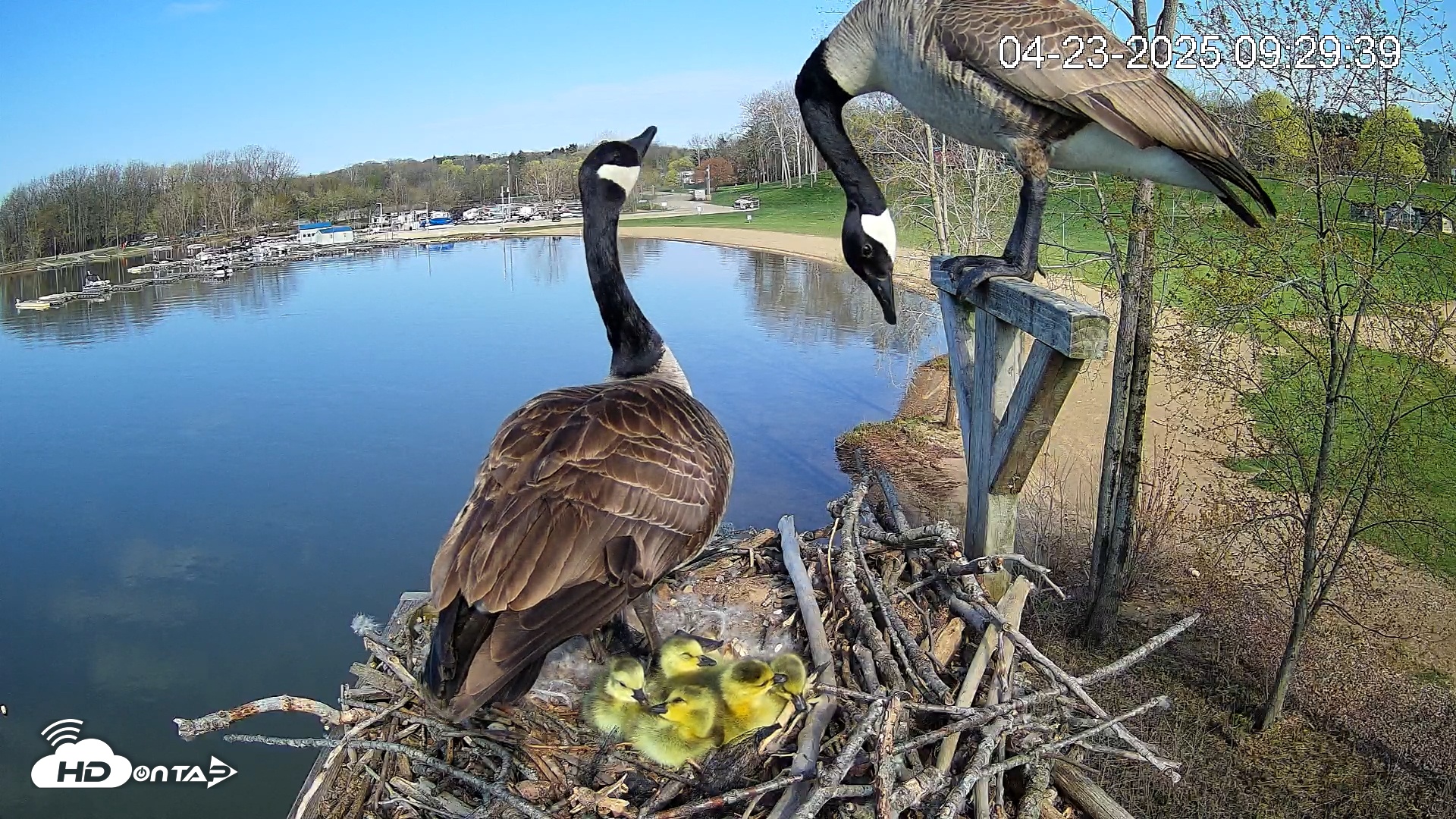 Snapshot of Pleasant Hill Lake Canada Geese Live Nest Cam taken Apr 23, 2025, 9:33am EDT