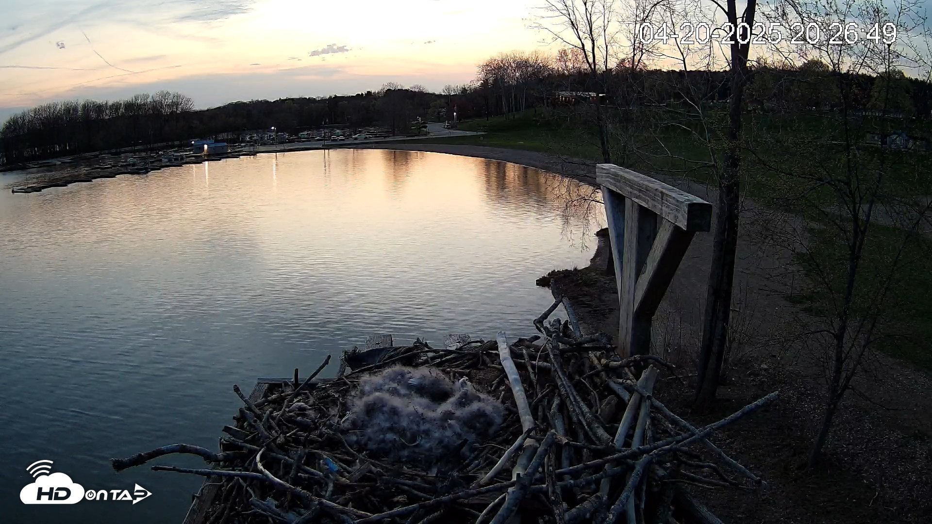 Snapshot of Pleasant Hill Lake Canada Geese Live Nest Cam taken Apr 20, 2025, 8:27pm EDT