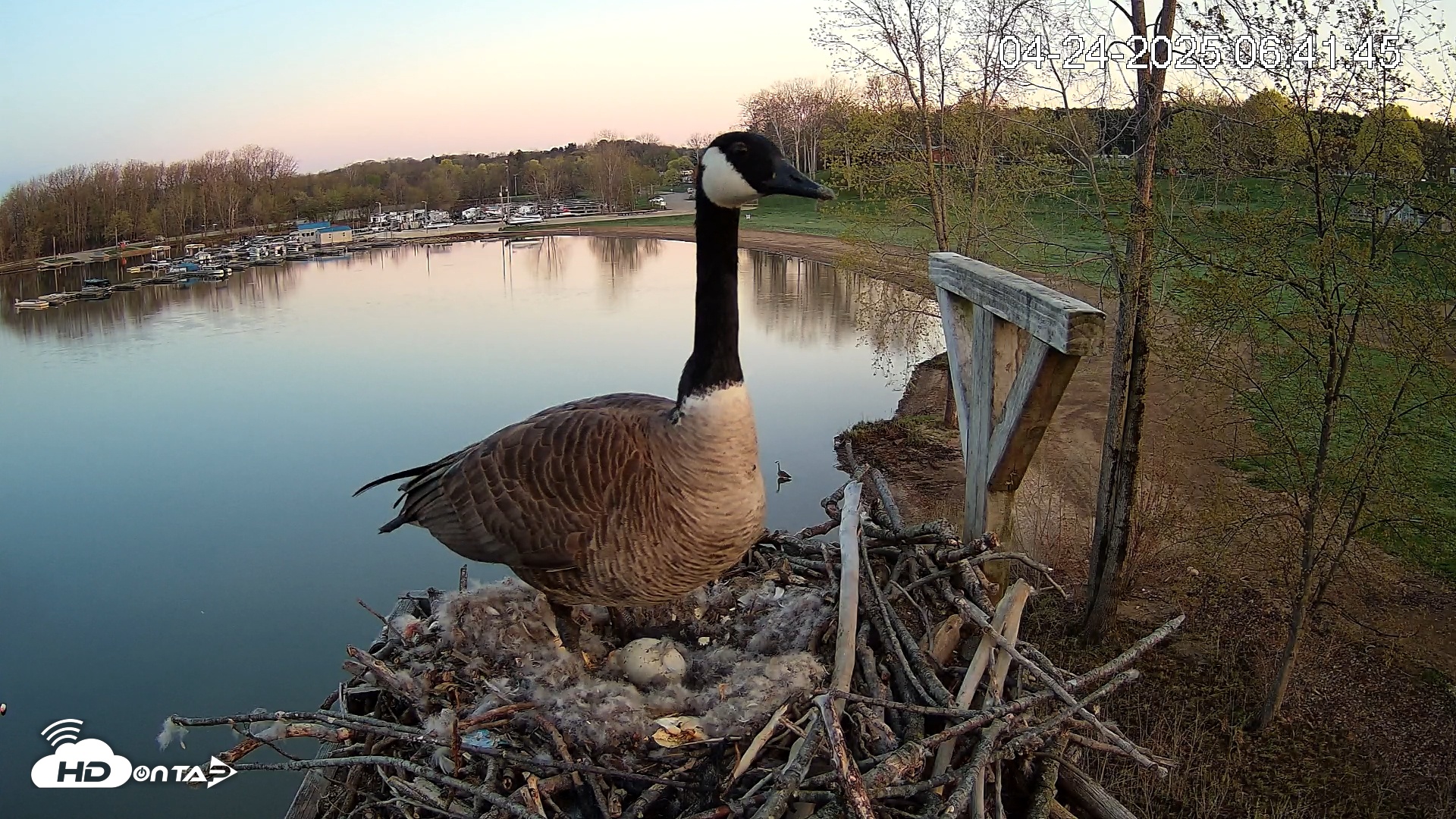 Snapshot of Pleasant Hill Lake Canada Geese Live Nest Cam taken Apr 24, 2025, 6:42am EDT
