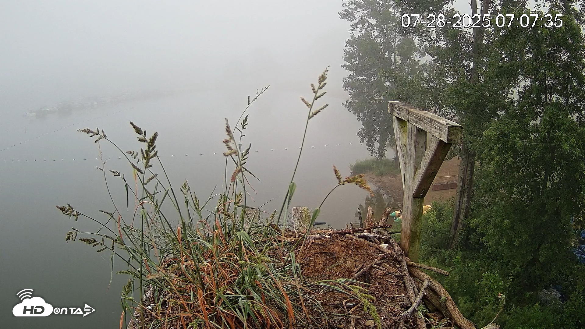 Snapshot of Pleasant Hill Lake Canada Geese Live Nest Cam taken Jul 28, 2025, 7:08am EDT