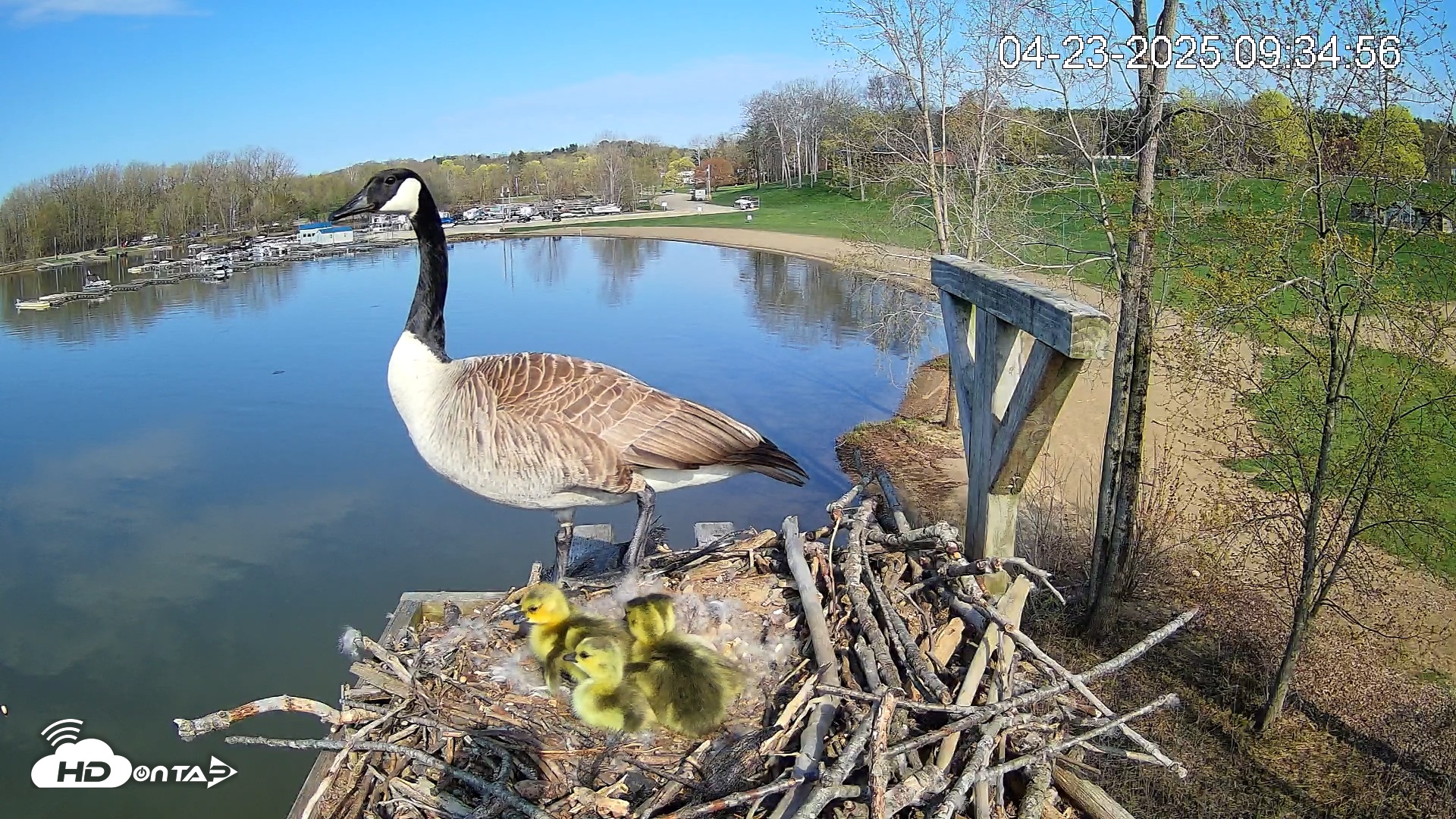 Snapshot of Pleasant Hill Lake Canada Geese Live Nest Cam taken Apr 23, 2025, 9:38am EDT
