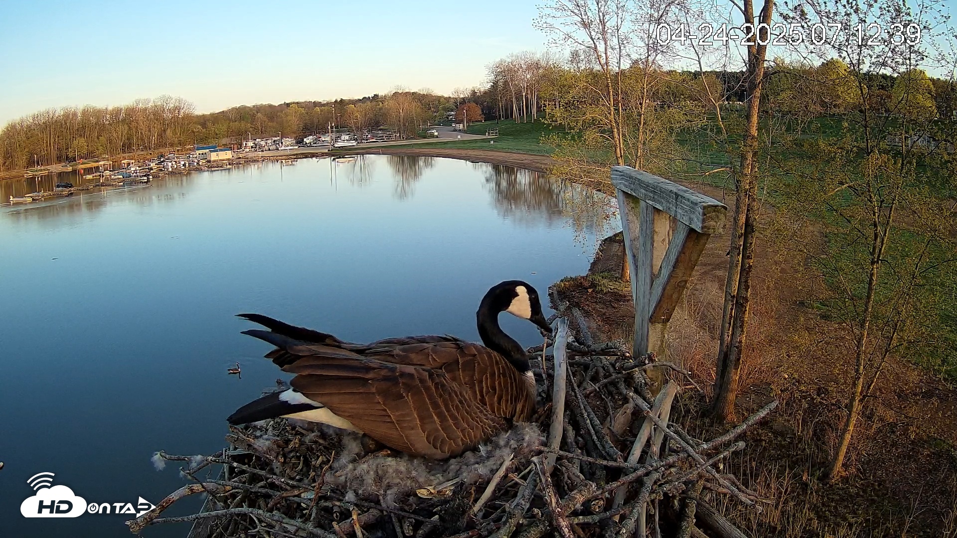 Snapshot of Pleasant Hill Lake Canada Geese Live Nest Cam taken Apr 24, 2025, 7:13am EDT