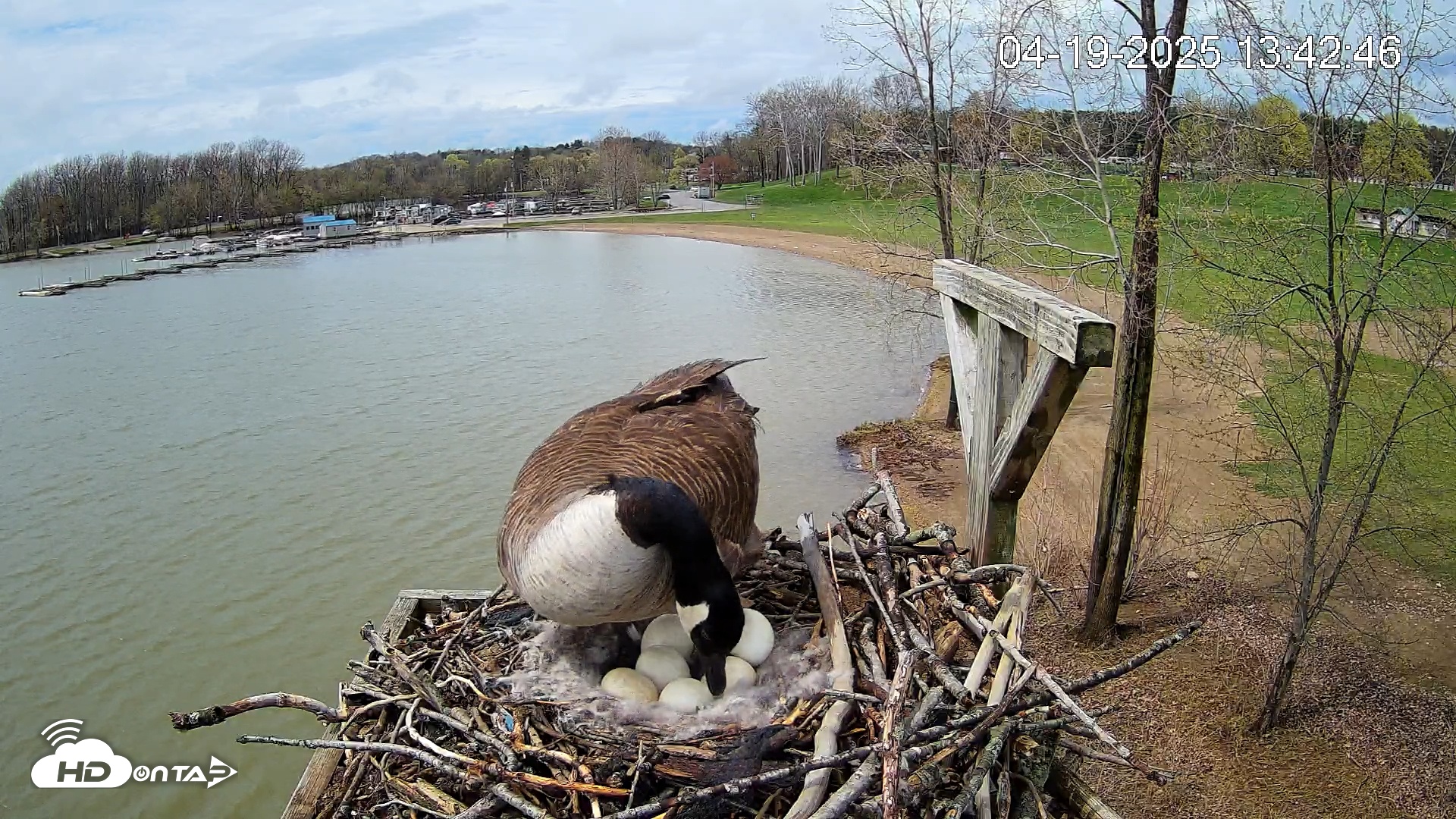 Snapshot of Pleasant Hill Lake Canada Geese Live Nest Cam taken Apr 19, 2025, 1:43pm EDT