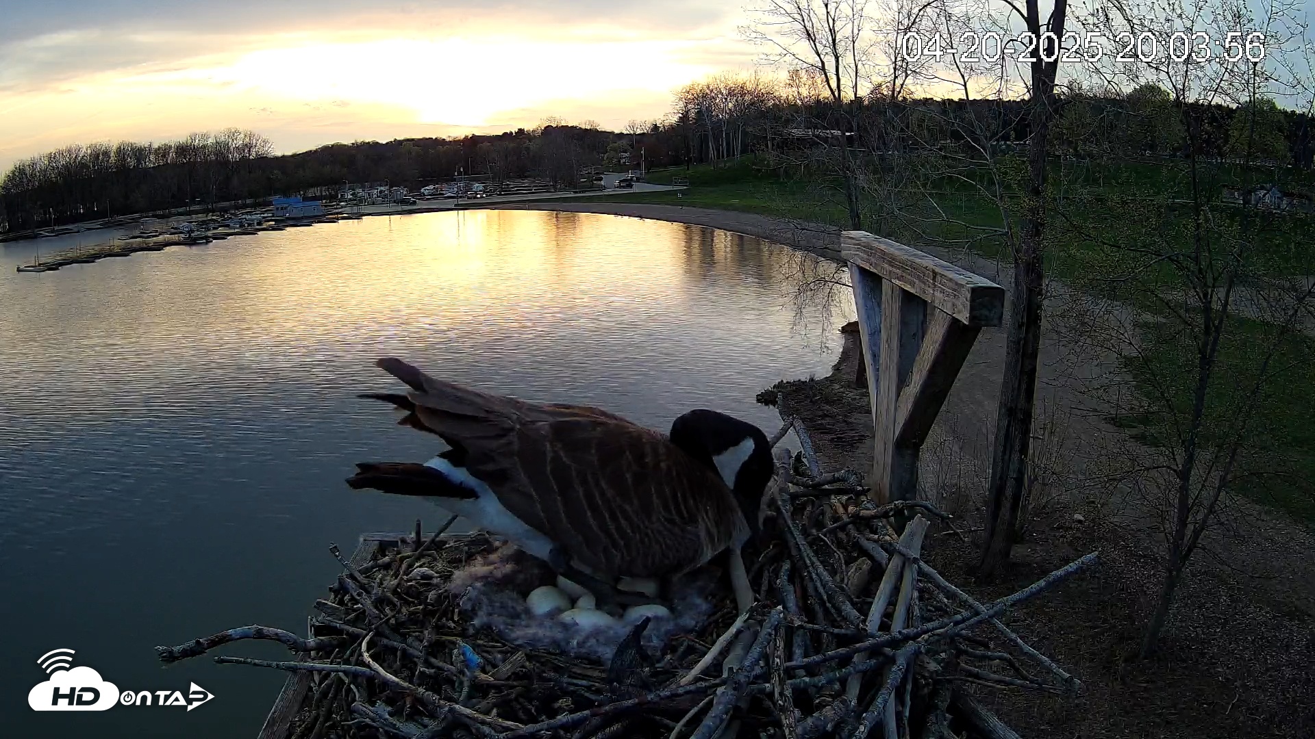 Snapshot of Pleasant Hill Lake Canada Geese Live Nest Cam taken Apr 20, 2025, 8:04pm EDT
