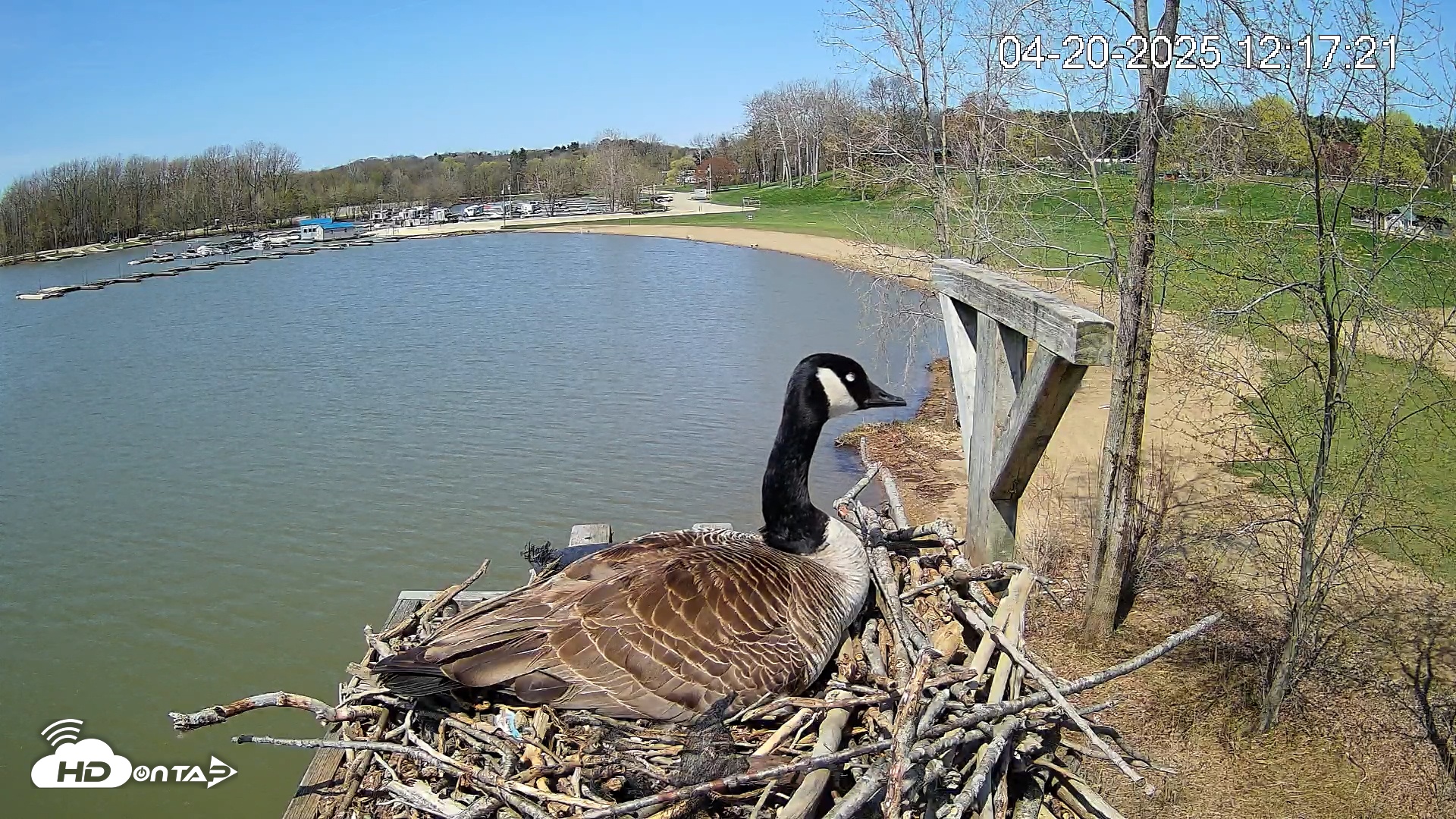 Snapshot of Pleasant Hill Lake Canada Geese Live Nest Cam taken Apr 20, 2025, 12:18pm EDT