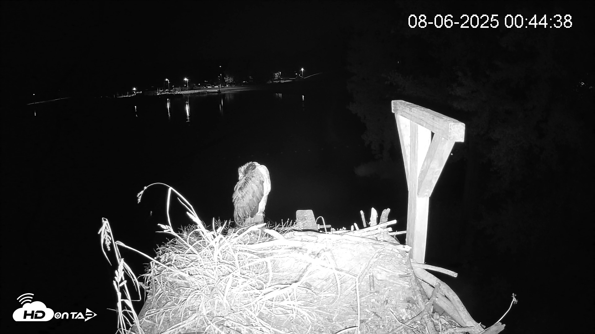 Snapshot of Pleasant Hill Lake Canada Geese Live Nest Cam taken Aug 6, 2025, 12:45am EDT