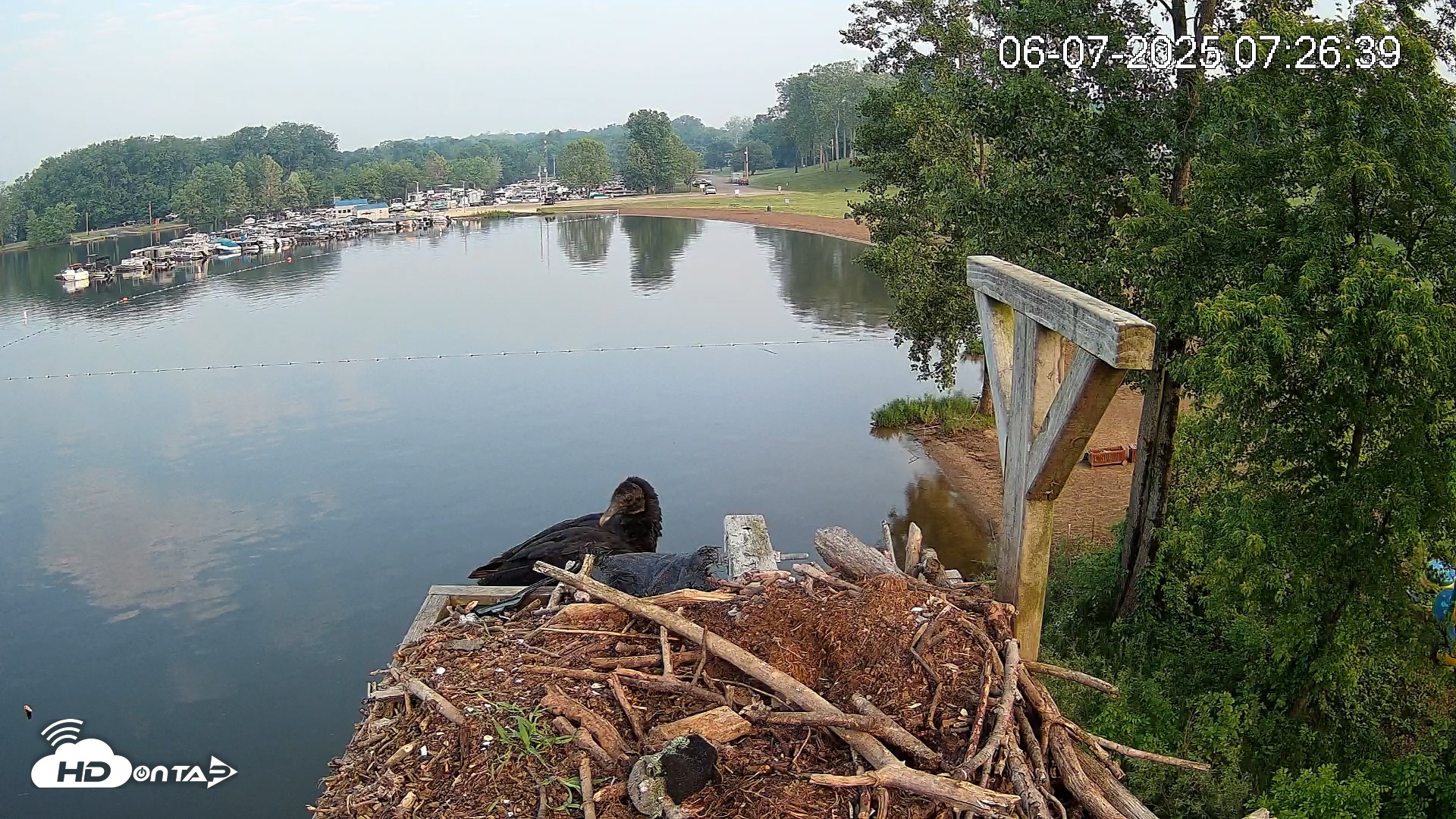 Snapshot of Pleasant Hill Lake Canada Geese Live Nest Cam taken Jun 7, 2025, 7:27am EDT