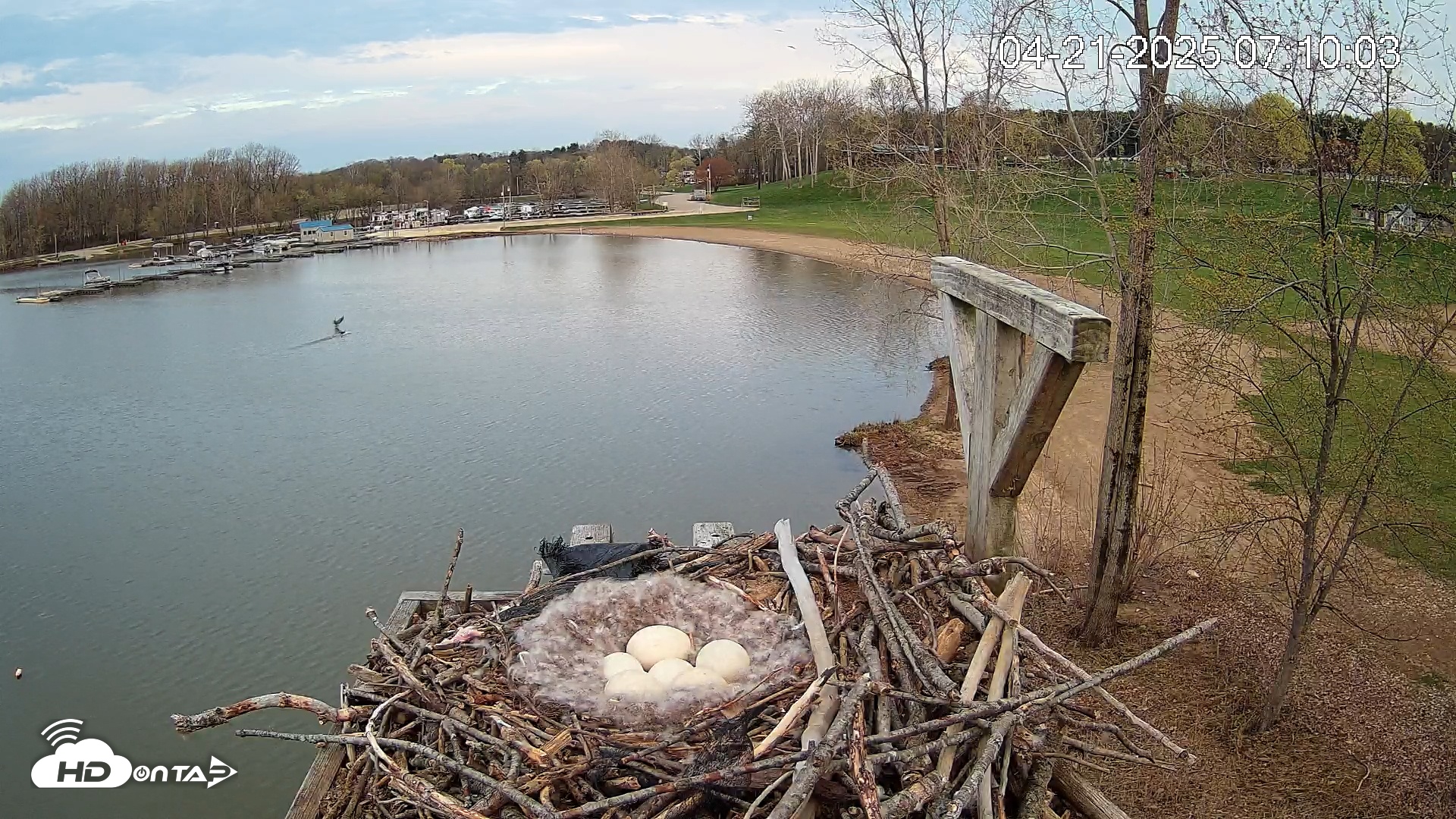 Snapshot of Pleasant Hill Lake Canada Geese Live Nest Cam taken Apr 21, 2025, 7:11am EDT