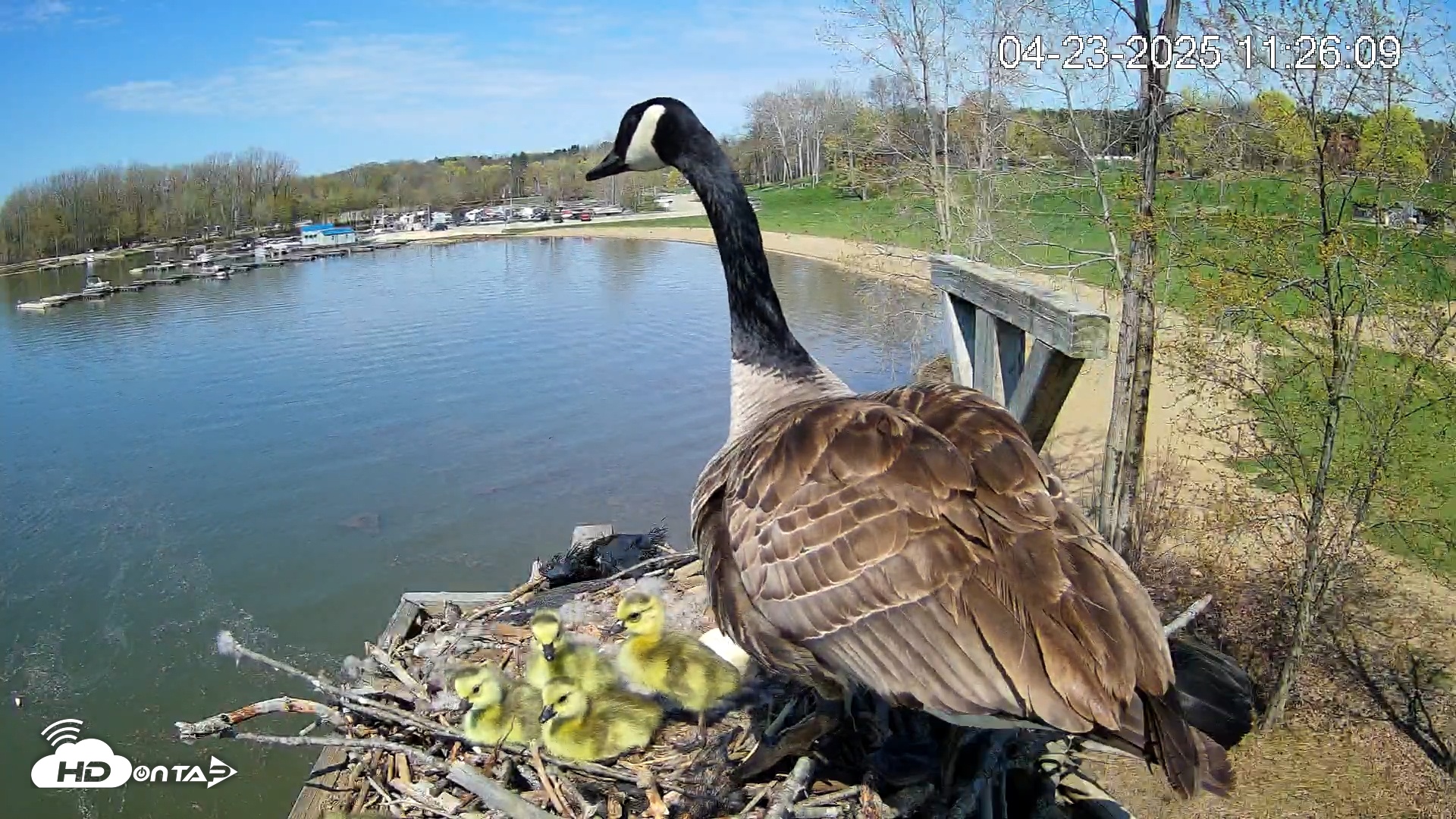 Snapshot of Pleasant Hill Lake Canada Geese Live Nest Cam taken Apr 23, 2025, 11:27am EDT