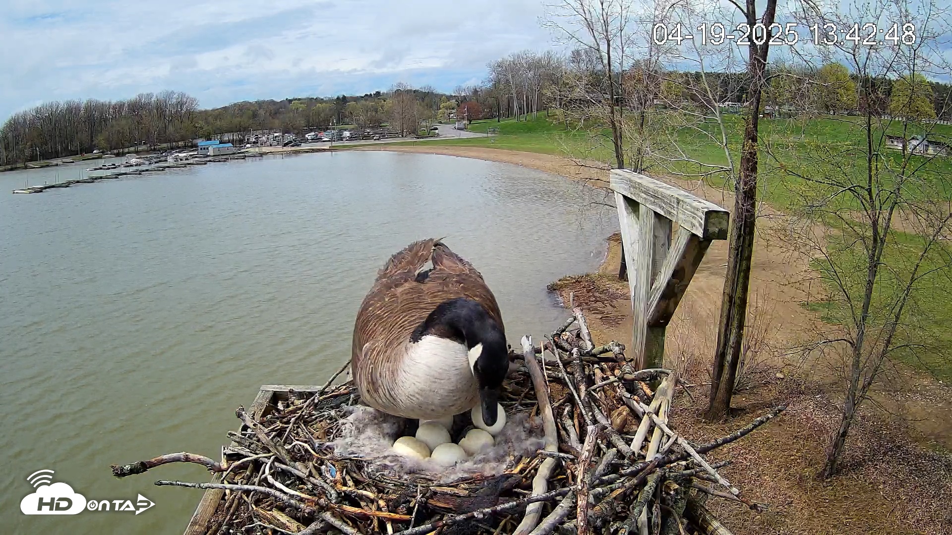 Snapshot of Pleasant Hill Lake Canada Geese Live Nest Cam taken Apr 19, 2025, 1:43pm EDT