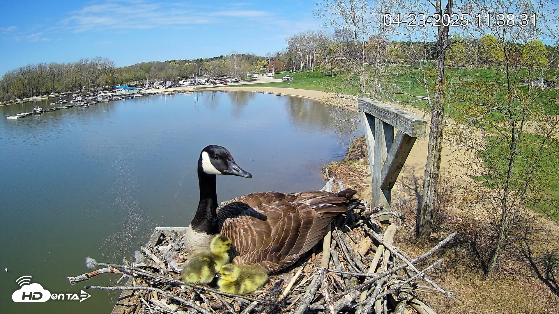 Snapshot of Pleasant Hill Lake Canada Geese Live Nest Cam taken Apr 23, 2025, 11:42am EDT