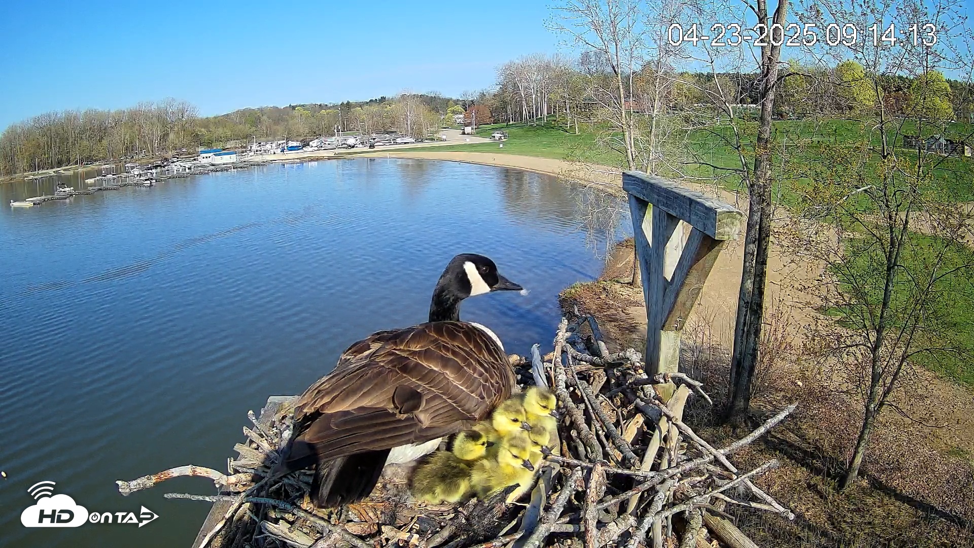 Snapshot of Pleasant Hill Lake Canada Geese Live Nest Cam taken Apr 23, 2025, 9:16am EDT