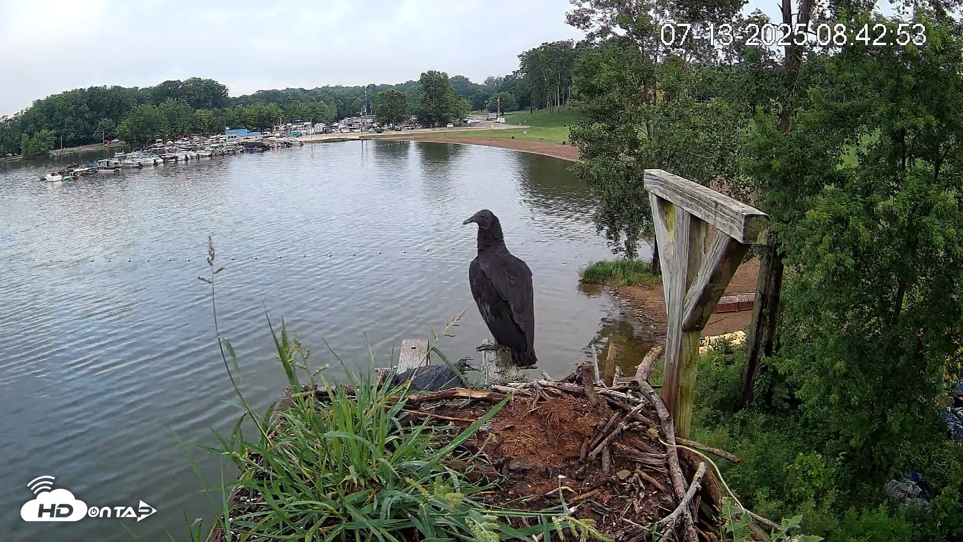 Snapshot of Pleasant Hill Lake Canada Geese Live Nest Cam taken Jul 13, 2025, 8:44am EDT