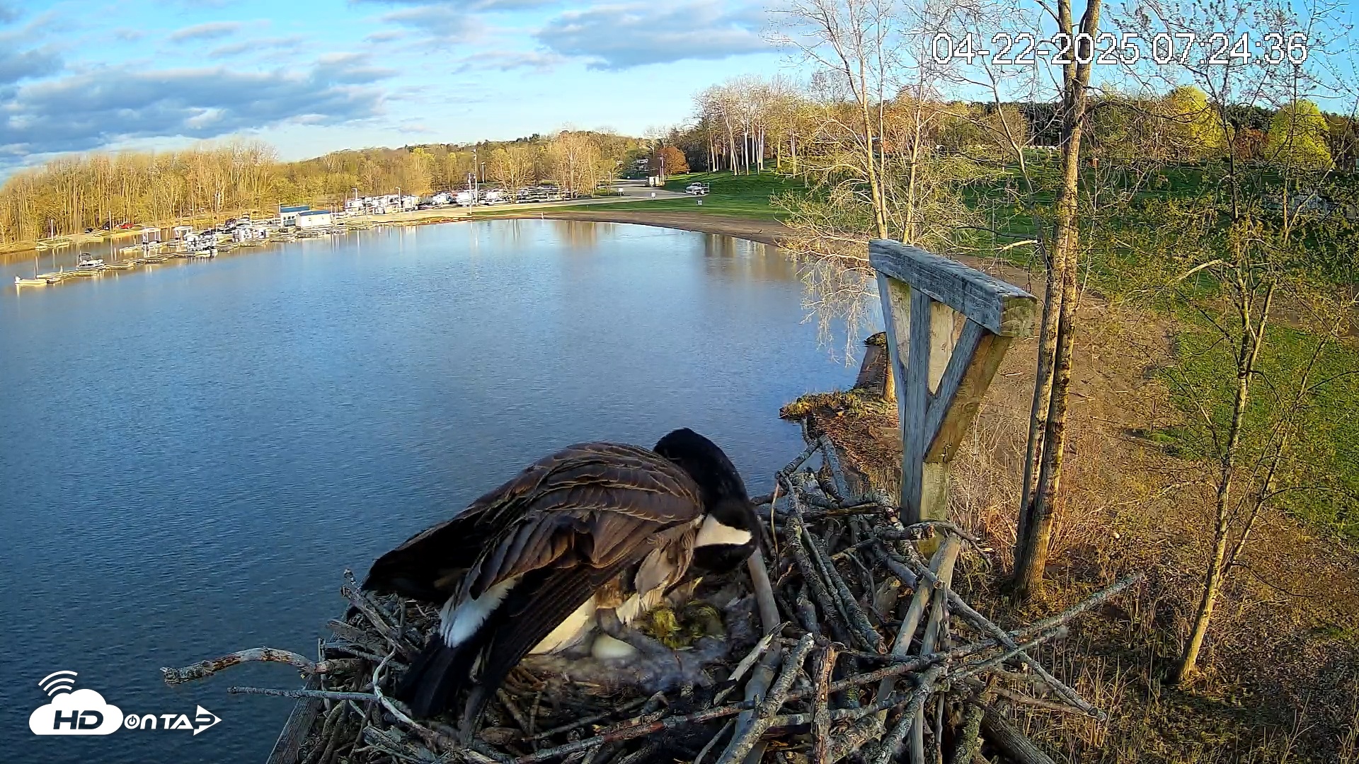 Snapshot of Pleasant Hill Lake Canada Geese Live Nest Cam taken Apr 22, 2025, 7:25am EDT